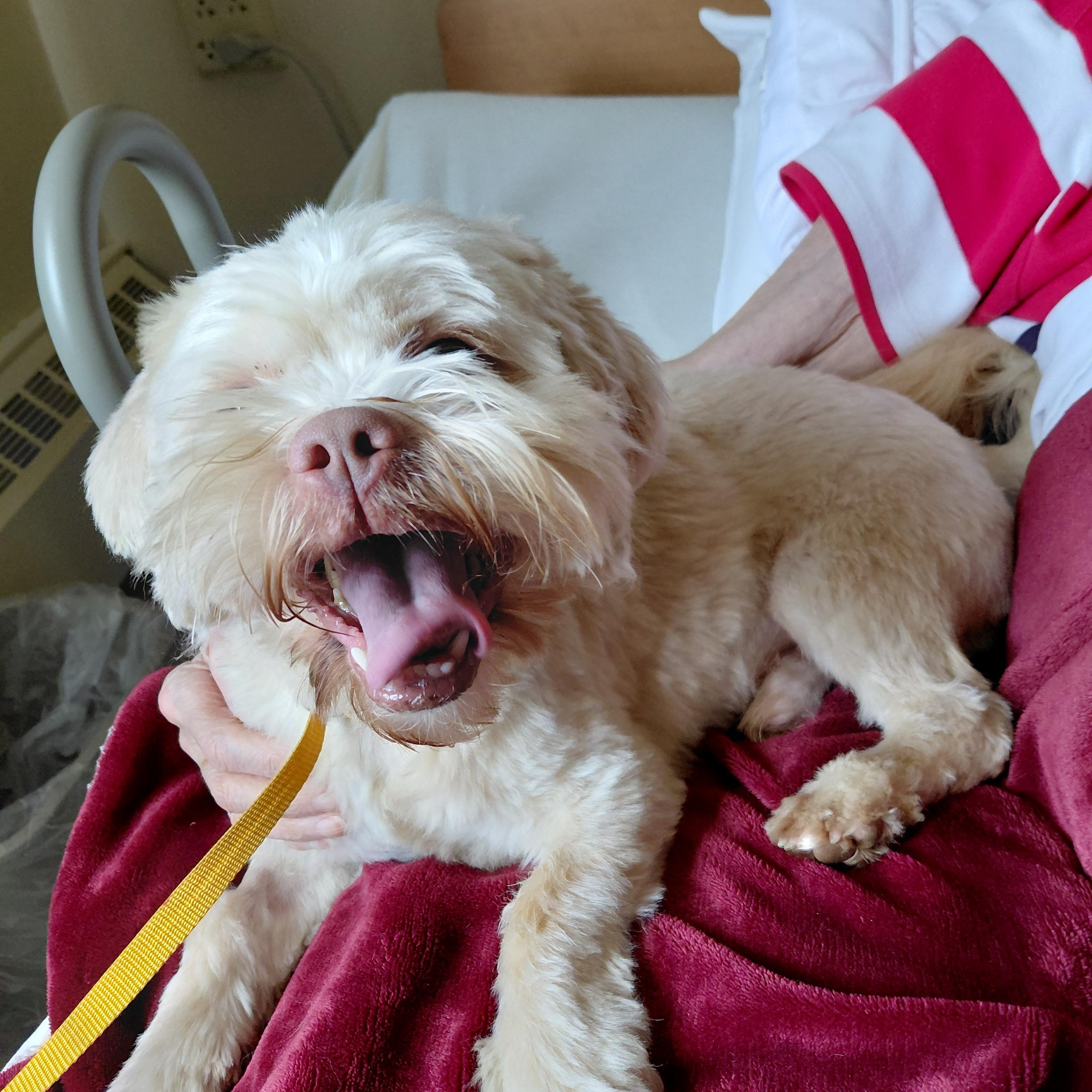 Odie, an adopted Lhasa Apso in New Richmond, WI image 4/6