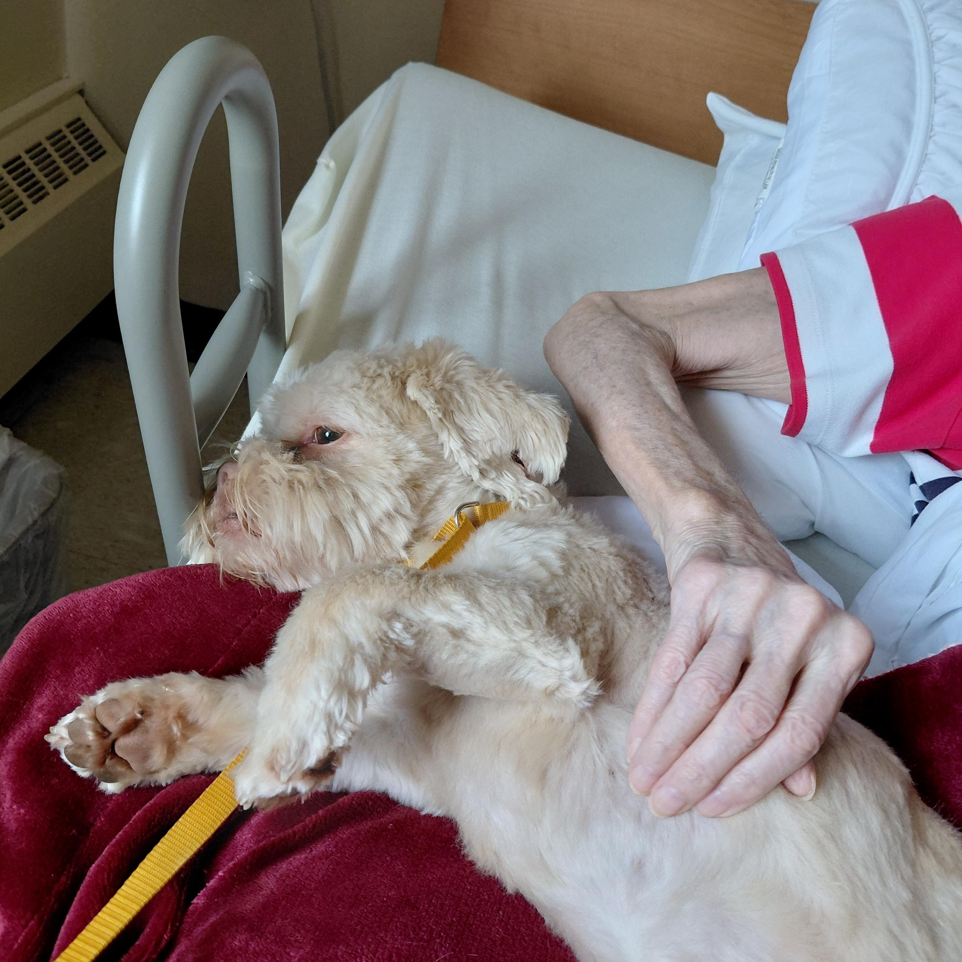Odie, an adopted Lhasa Apso in New Richmond, WI image 3/6