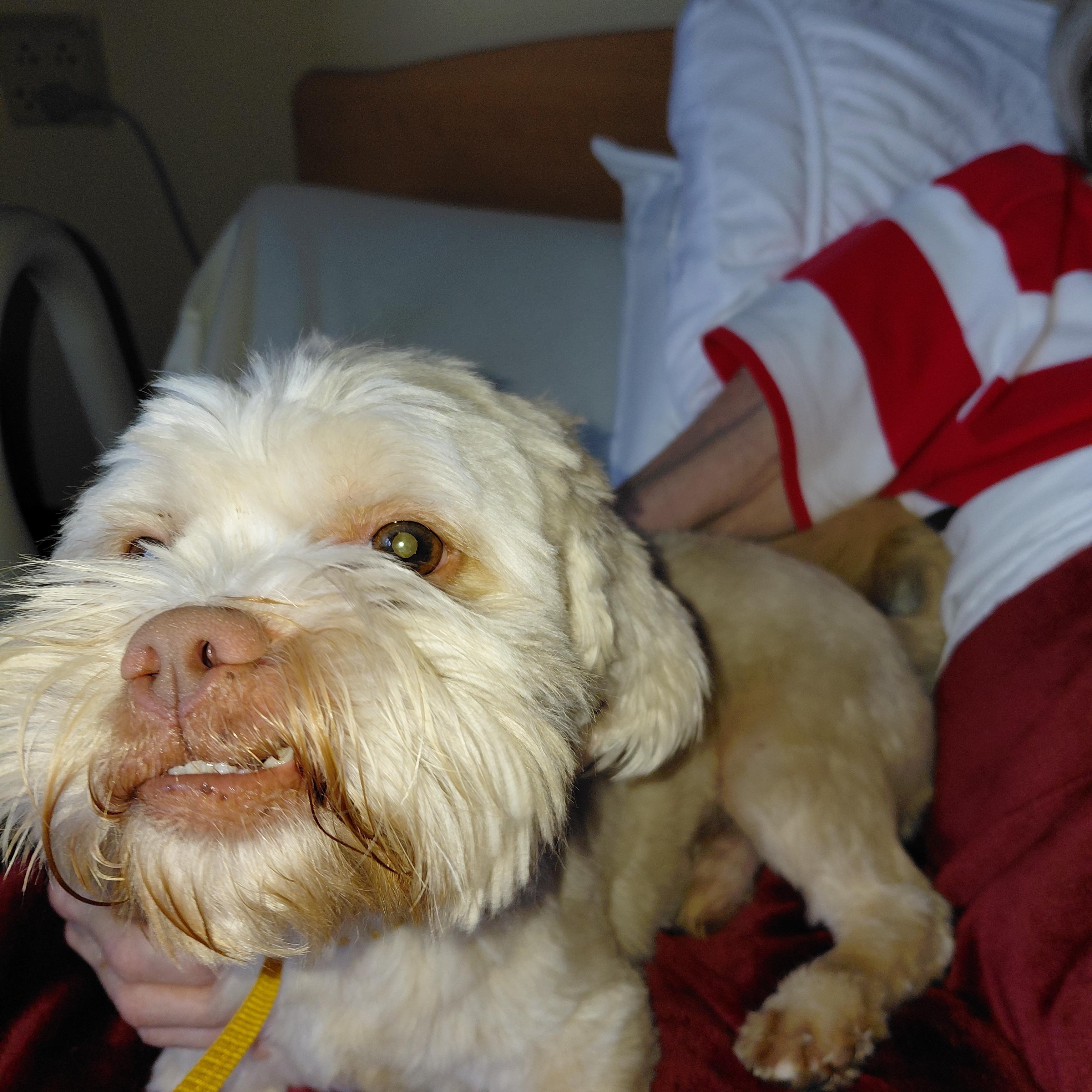 Odie, an adopted Lhasa Apso in New Richmond, WI image 2/6