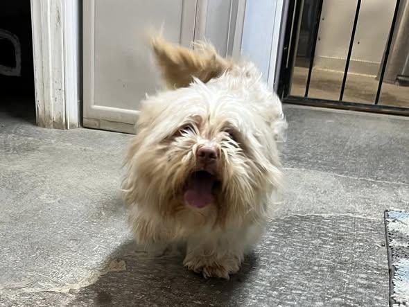 Odie, an adopted Lhasa Apso in New Richmond, WI image 6/6