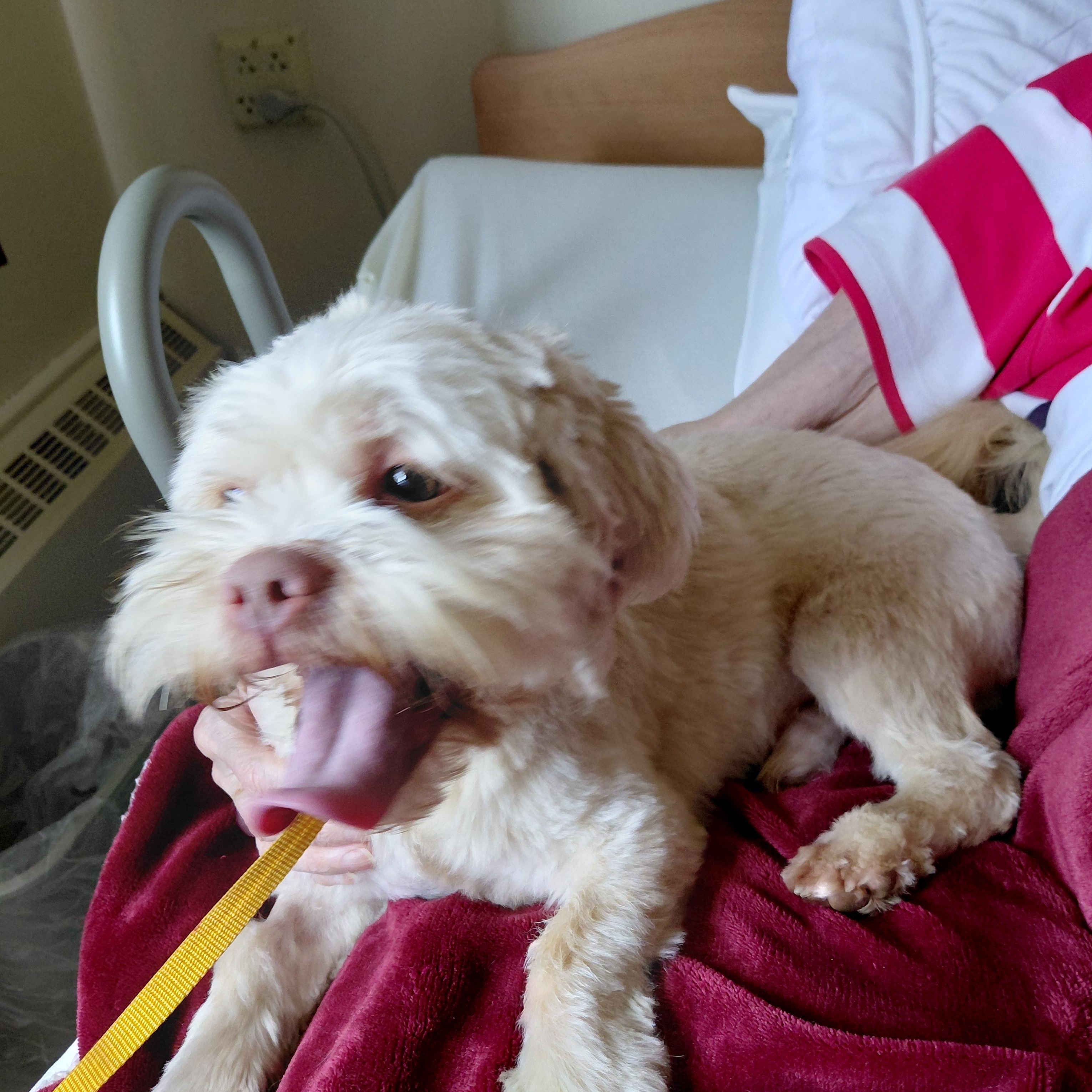 Odie, adopted, Adult Male Lhasa Apso.