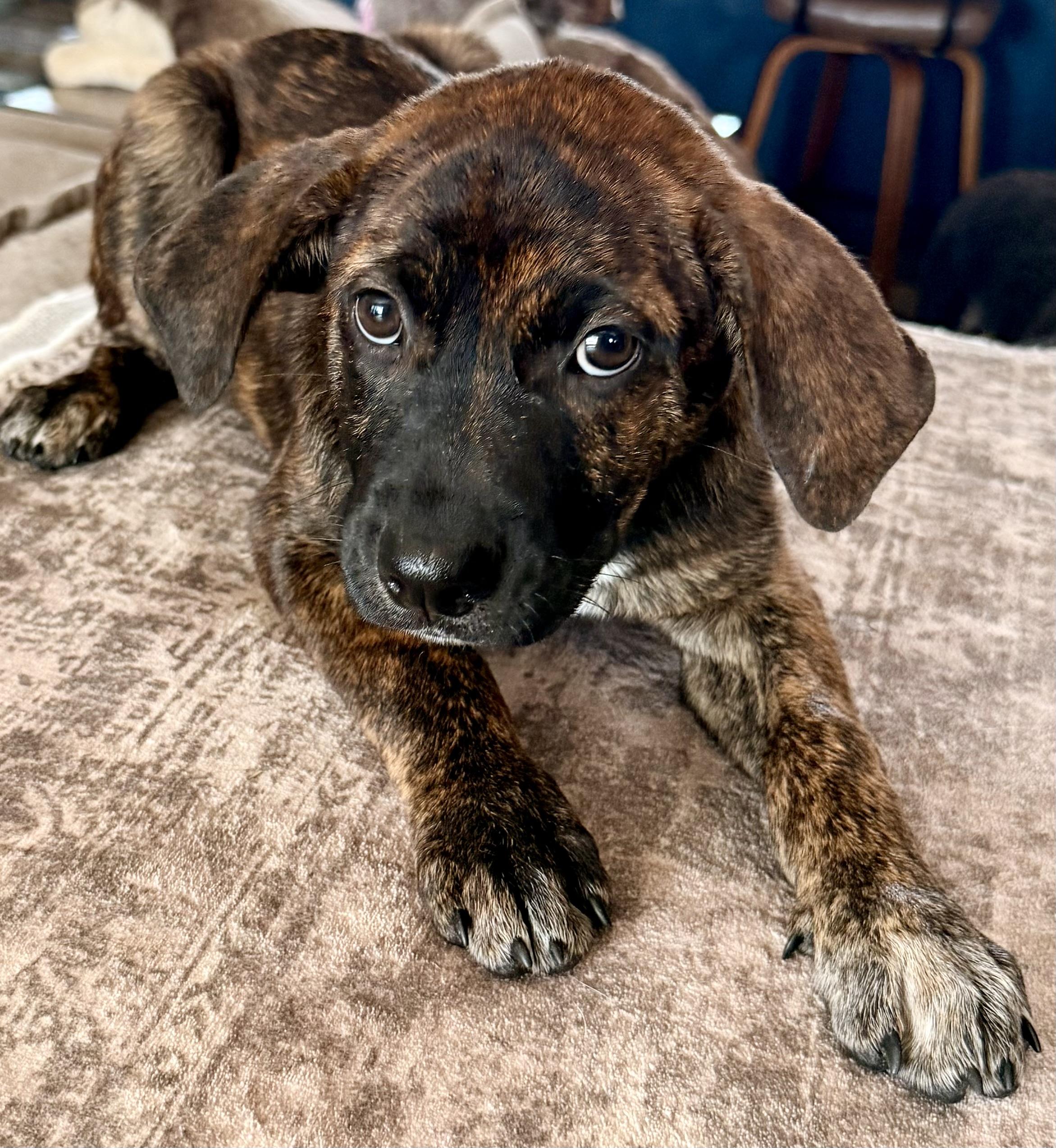 Enlarge Laurel, a Adoptable mixed breed in Aquilla, TX image 1/1