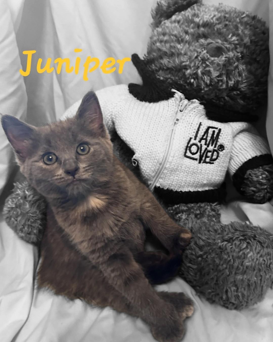Enlarge JUNIPER, an adopted mixed breed in Largo, FL image 1/5