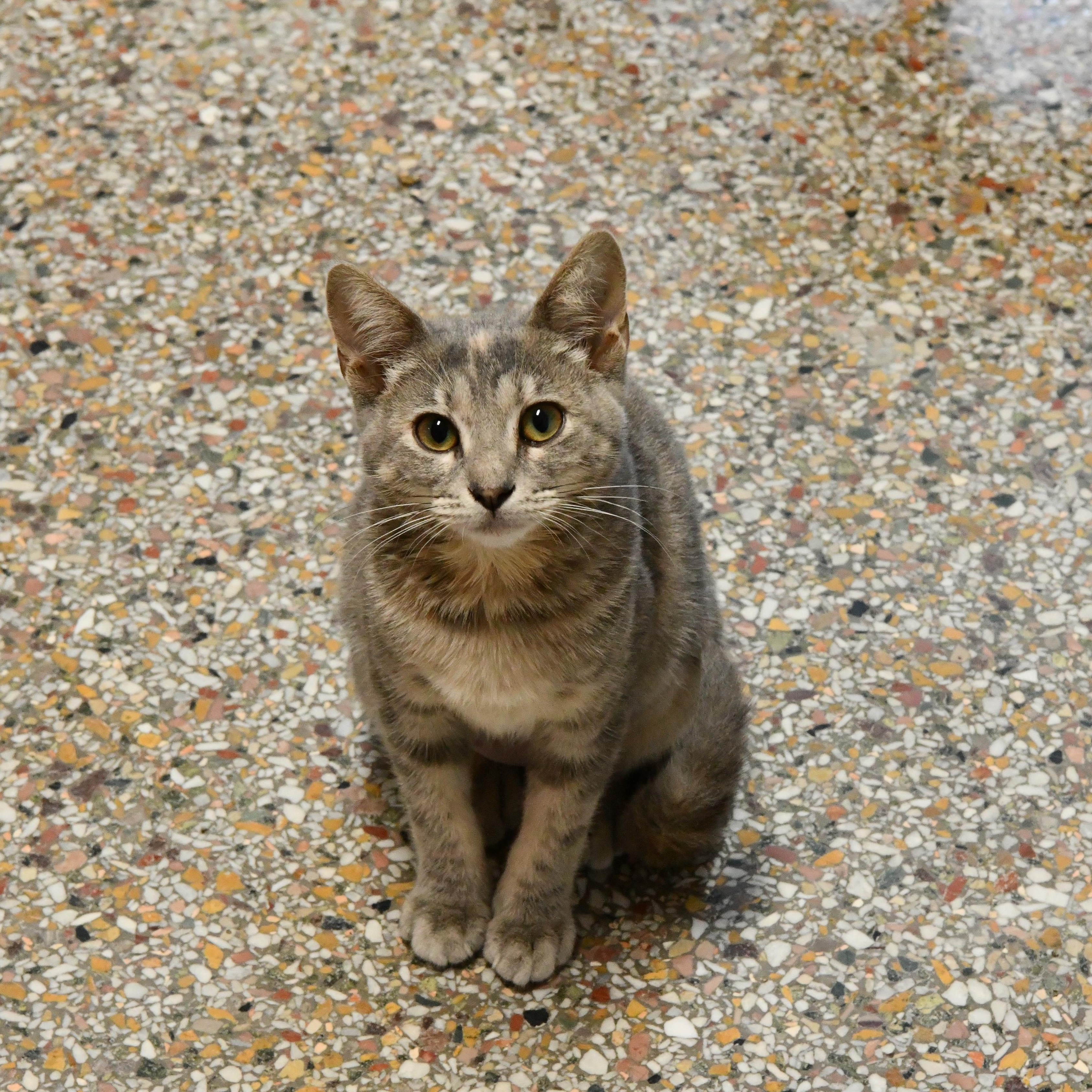 Yip, ADOPTABLE, Kitten Female Domestic Short Hair.