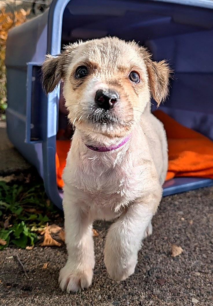 Enlarge Tandy, a Adopted mixed breed in Minneapolis, MN image 4/6