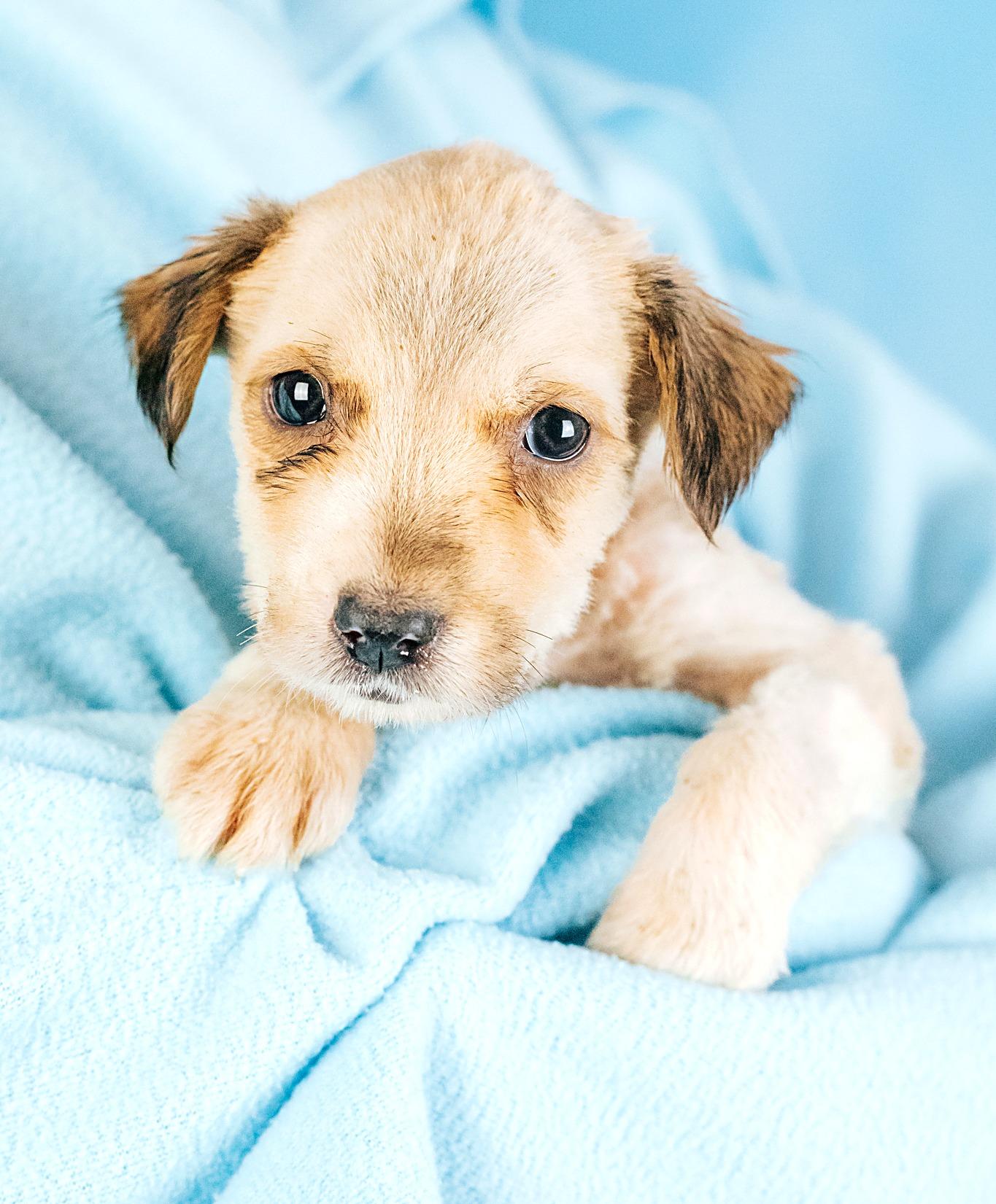 Enlarge Tandy, a Adopted mixed breed in Minneapolis, MN image 6/6