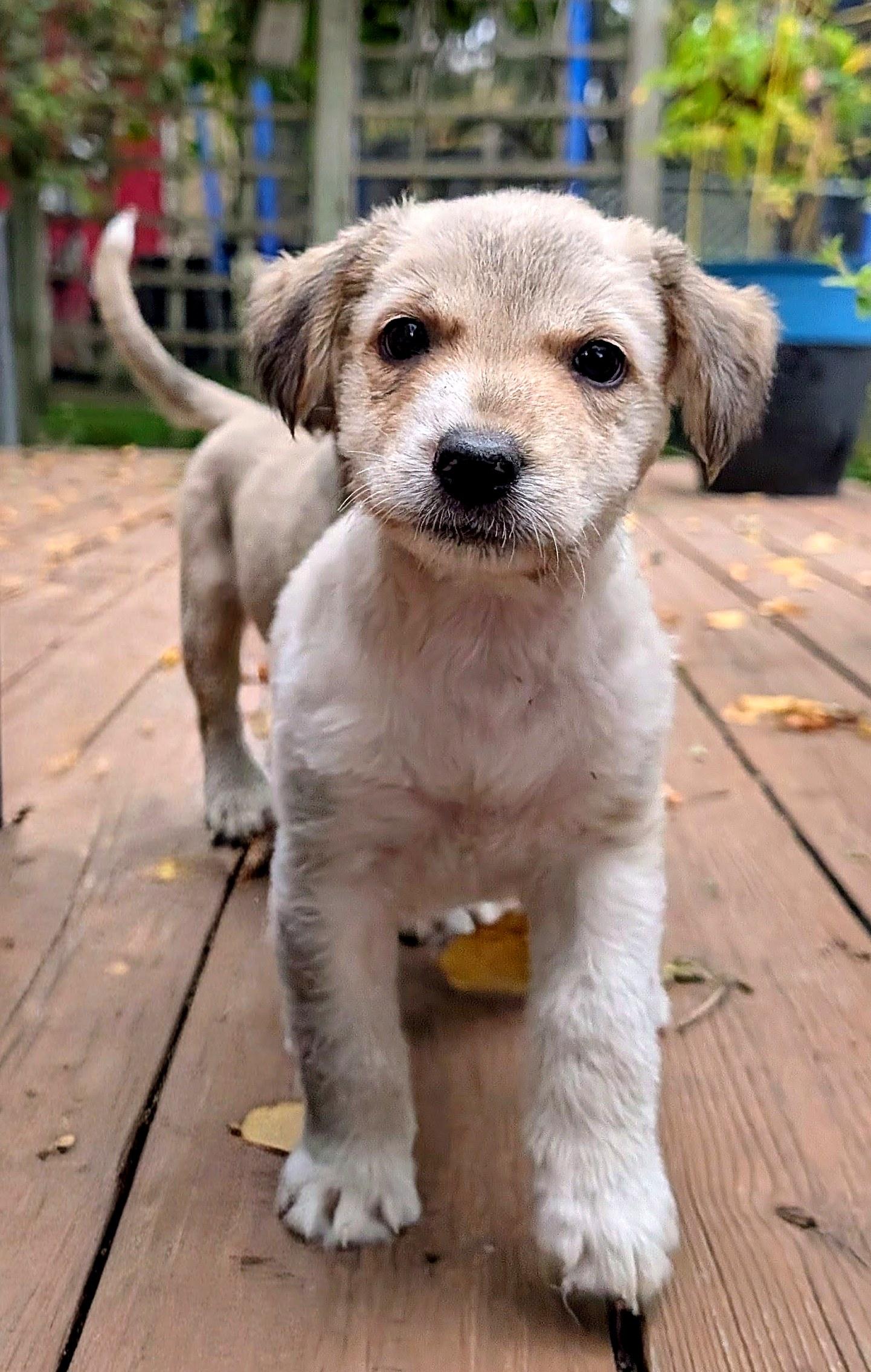 Enlarge Tandy, a Adopted mixed breed in Minneapolis, MN image 5/6