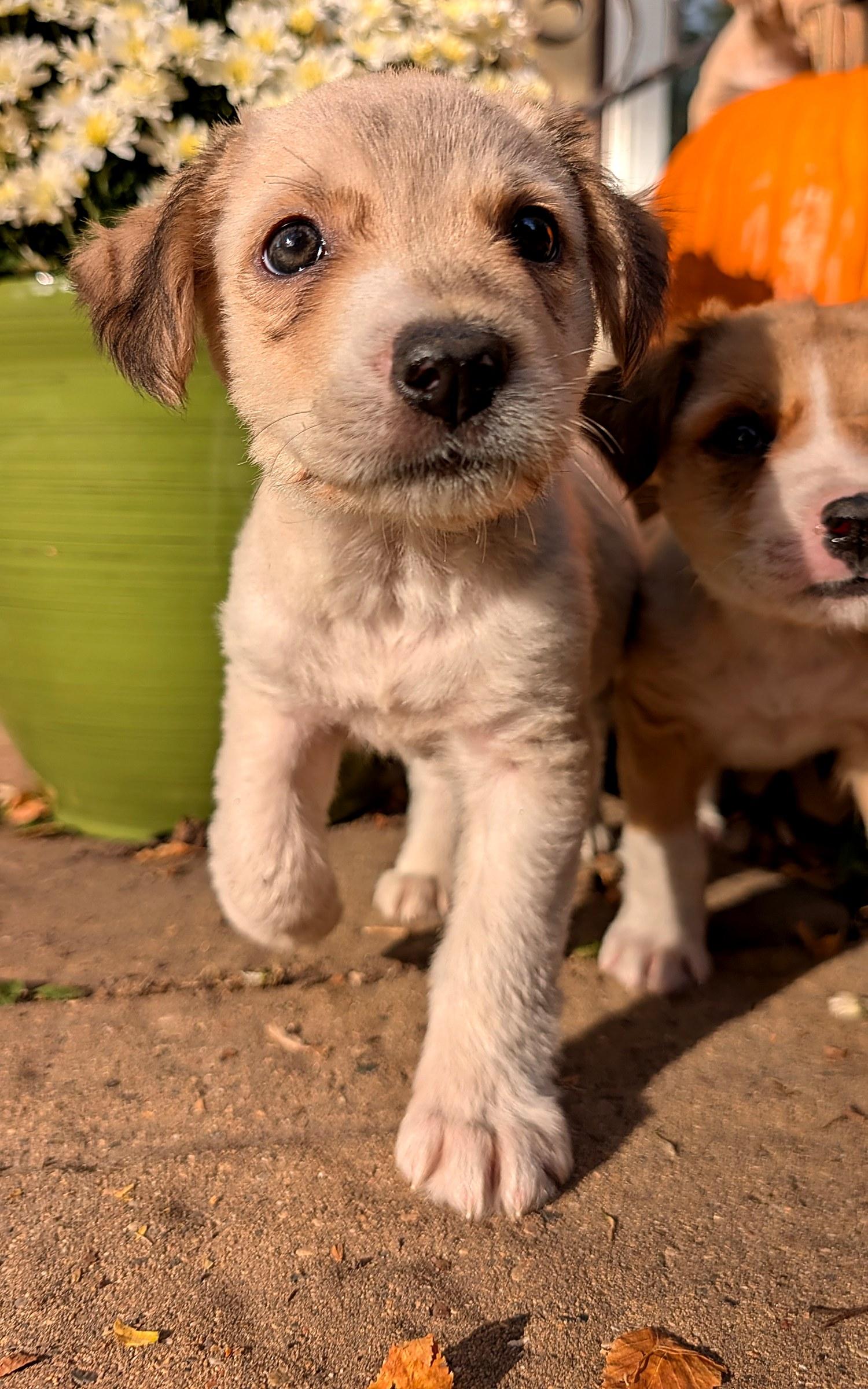 Tandy, Adopted, Puppy Female Retriever & Mixed Breed.