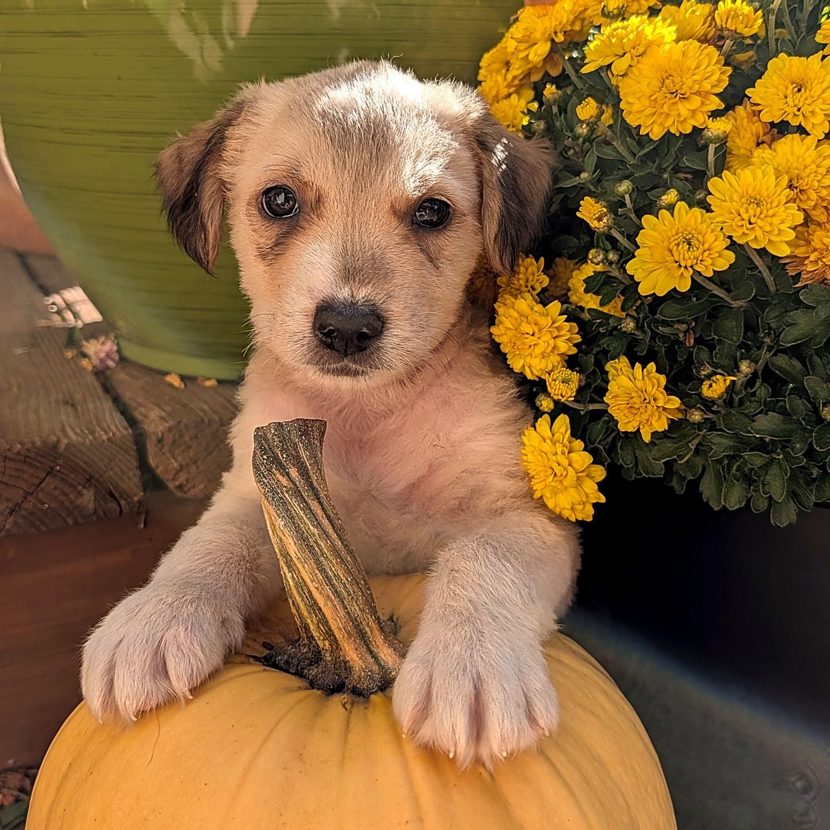 Enlarge Tandy, a Adopted mixed breed in Minneapolis, MN image 2/6