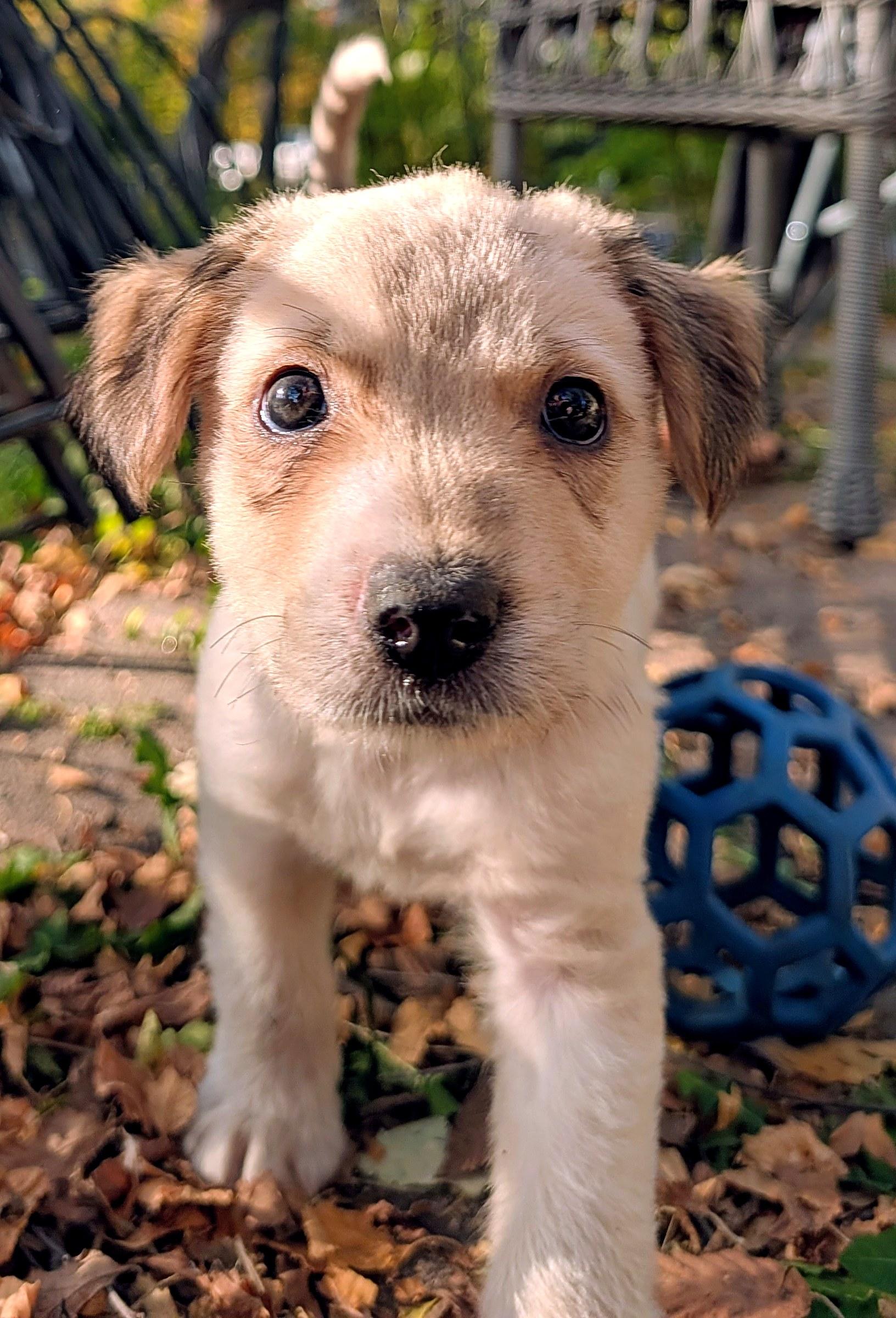 Enlarge Tandy, a Adopted mixed breed in Minneapolis, MN image 3/6