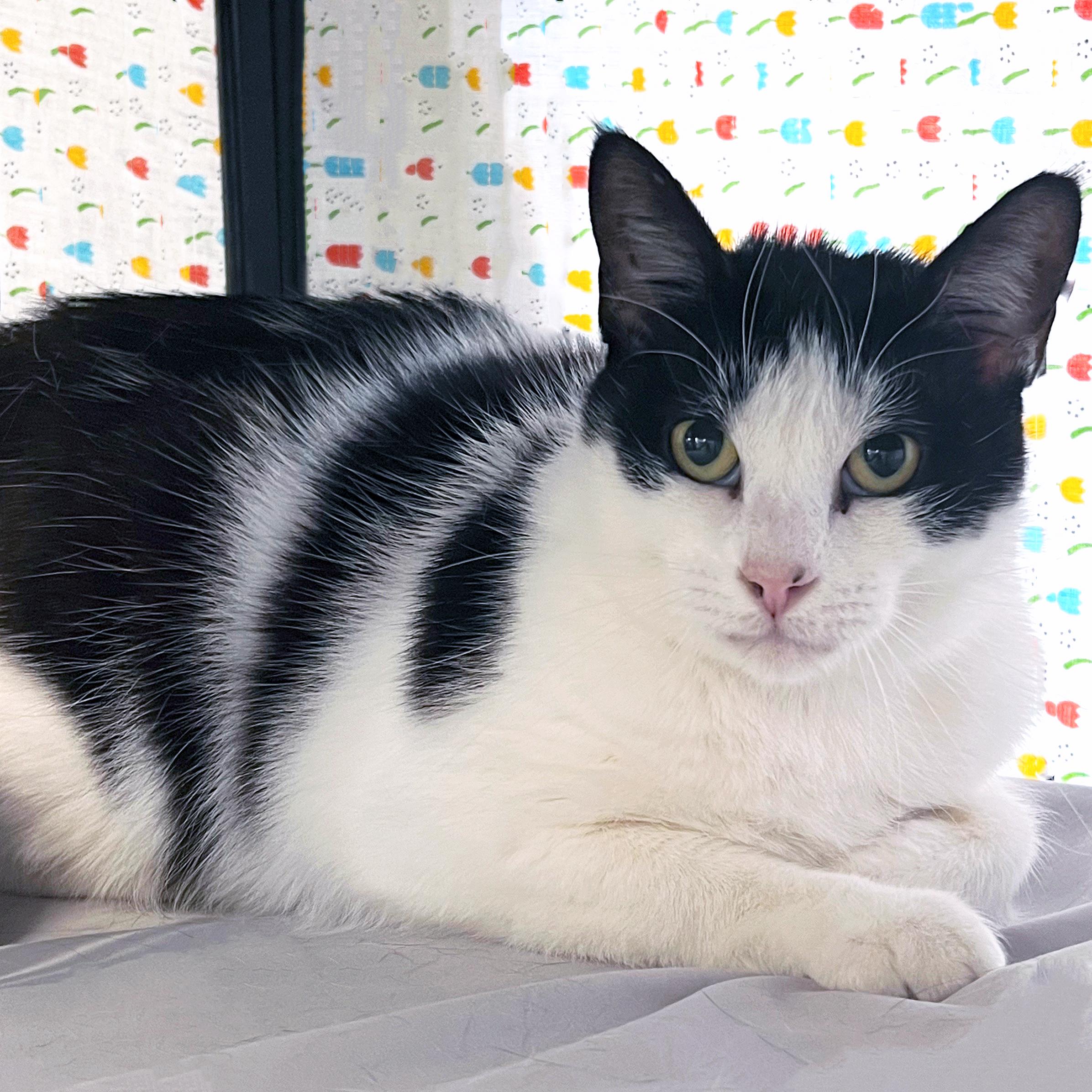 Mae, ADOPTABLE, Adult Female Domestic Short Hair.