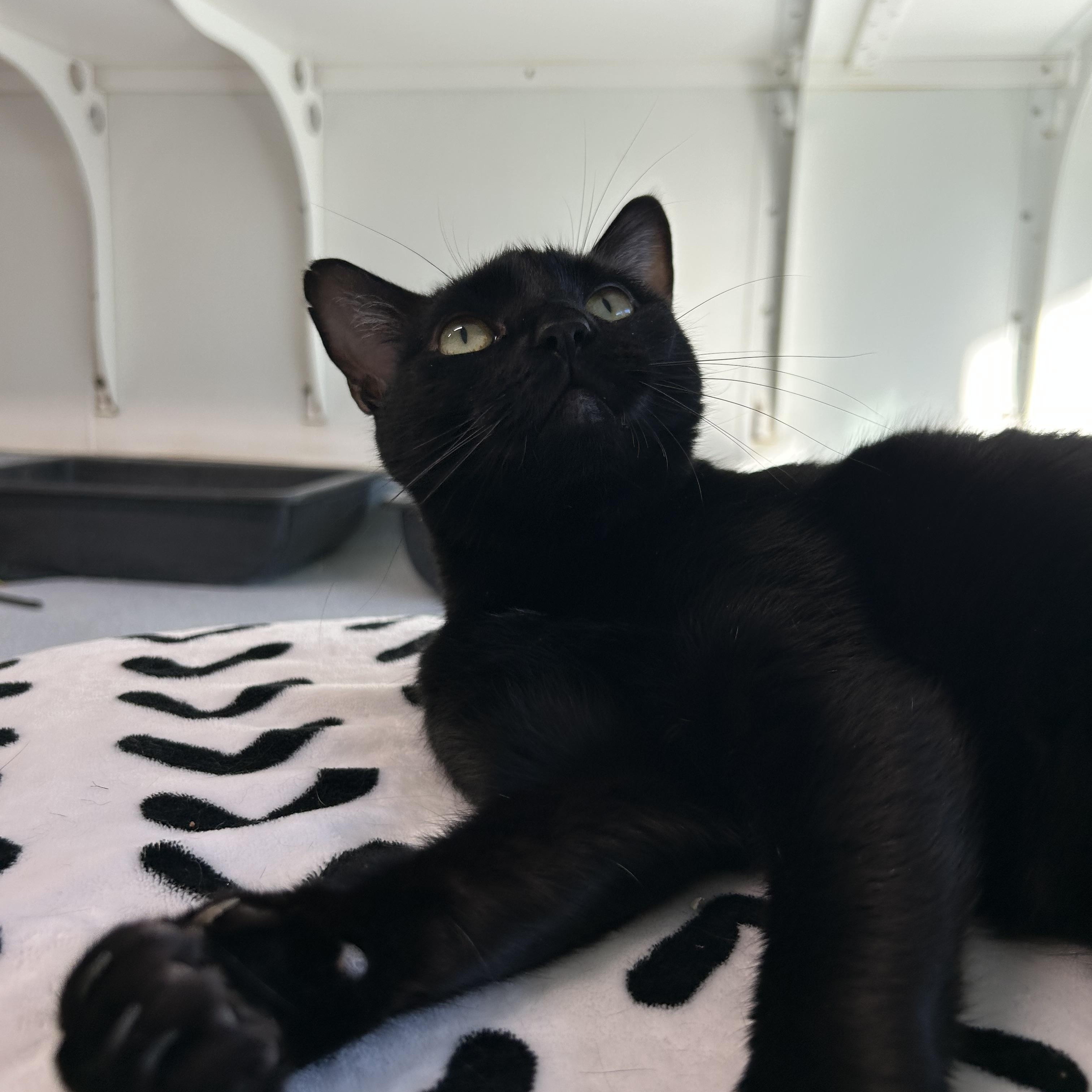 Negra, ADOPTABLE, Adult Female Domestic Short Hair.