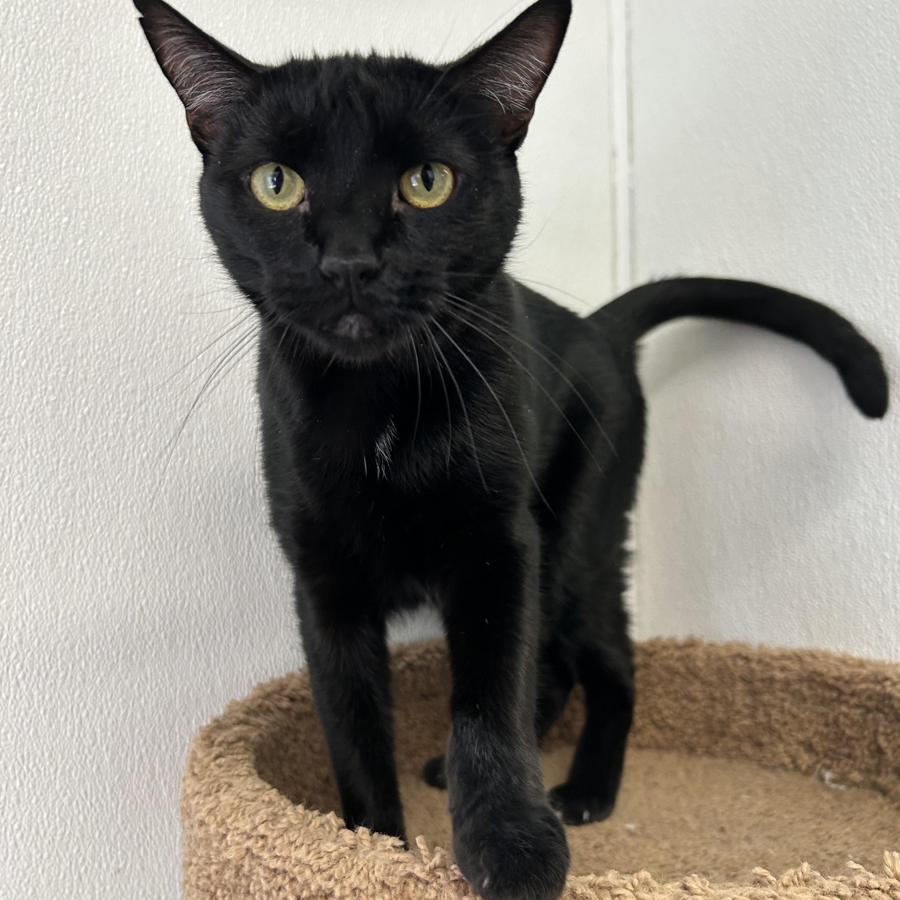 Enlarge Negra, a ADOPTABLE Domestic Short Hair in El Cajon, CA image 2/3