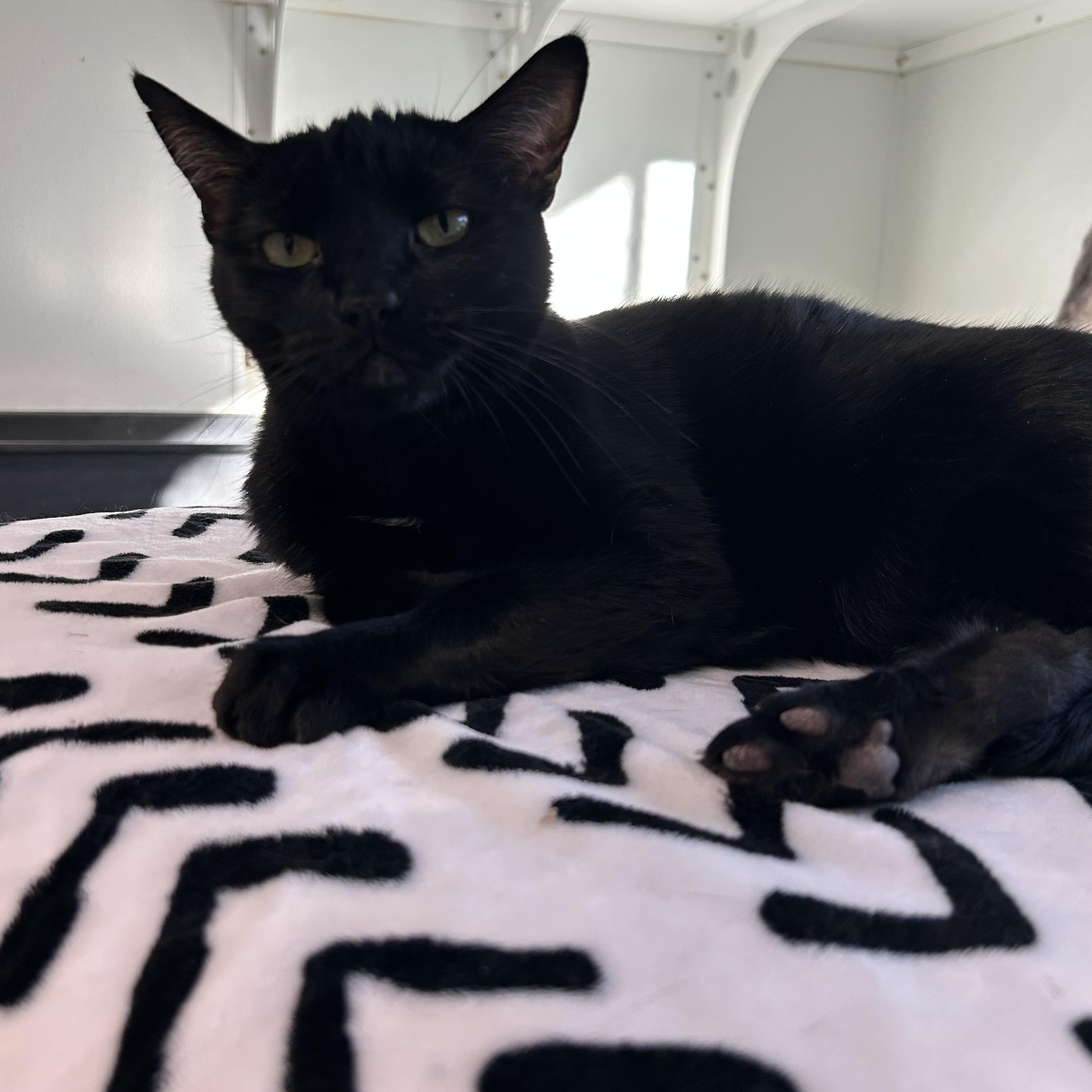 Enlarge Negra, a ADOPTABLE Domestic Short Hair in El Cajon, CA image 3/3