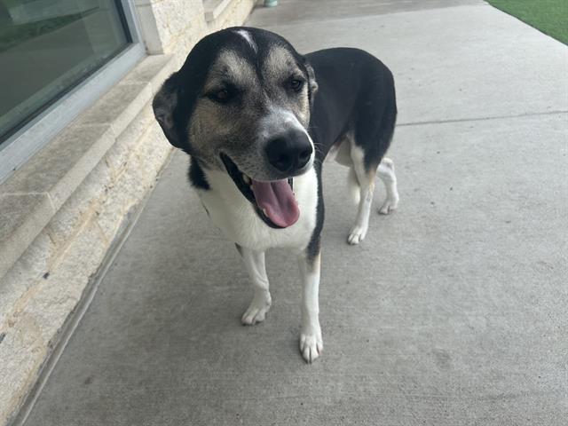 Enlarge JEREMIAH, a Adoptable mixed breed in Grand Prairie, TX image 1/1