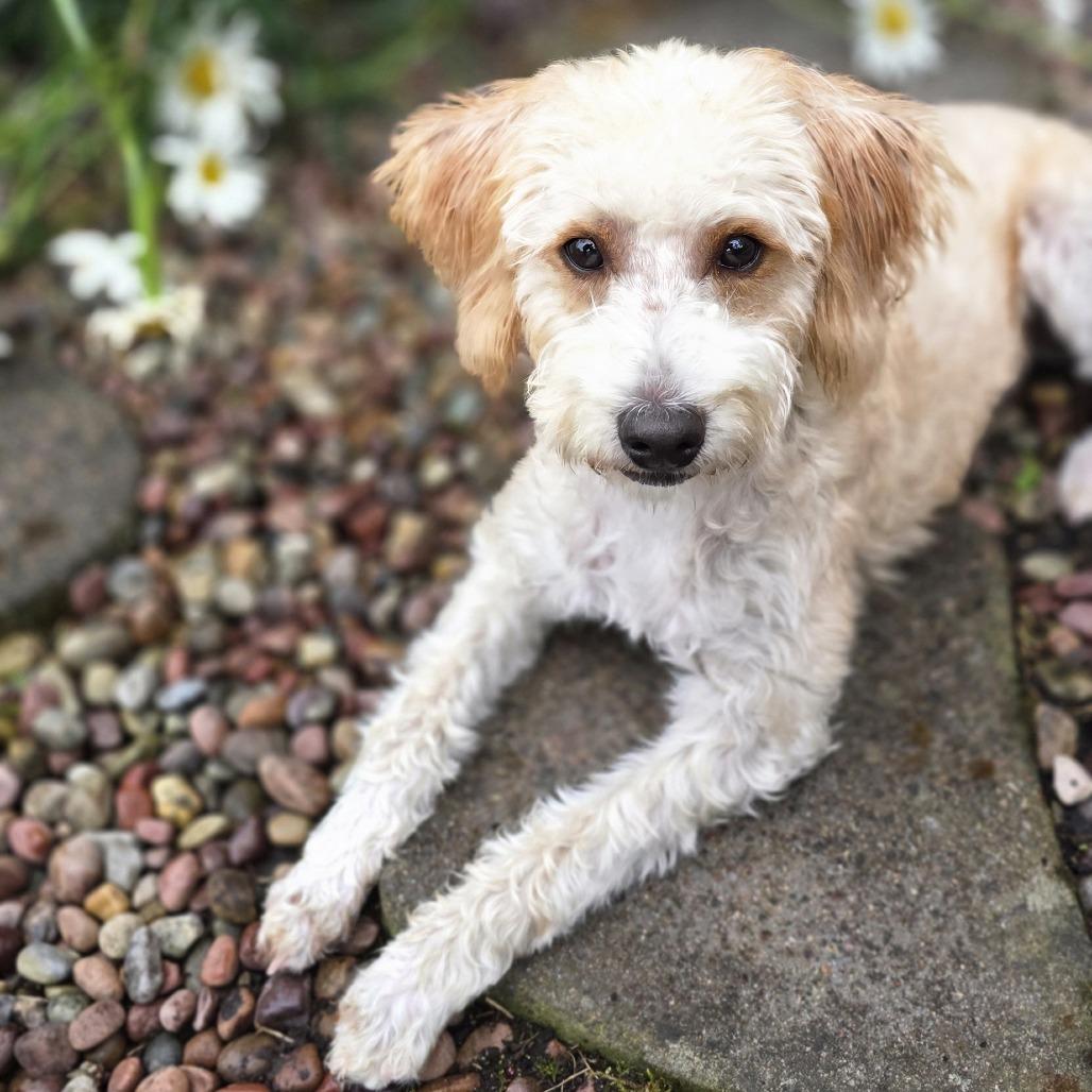 Miss Dasiy Mae, Adoptable, Young Female Miniature Poodle & Yorkshire Terrier.
