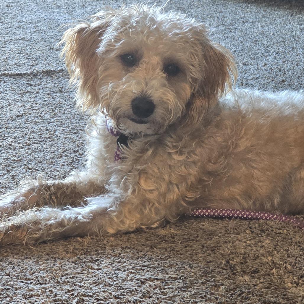Enlarge Miss Dasiy Mae, a Adoptable mixed breed in Washougal, WA image 2/4