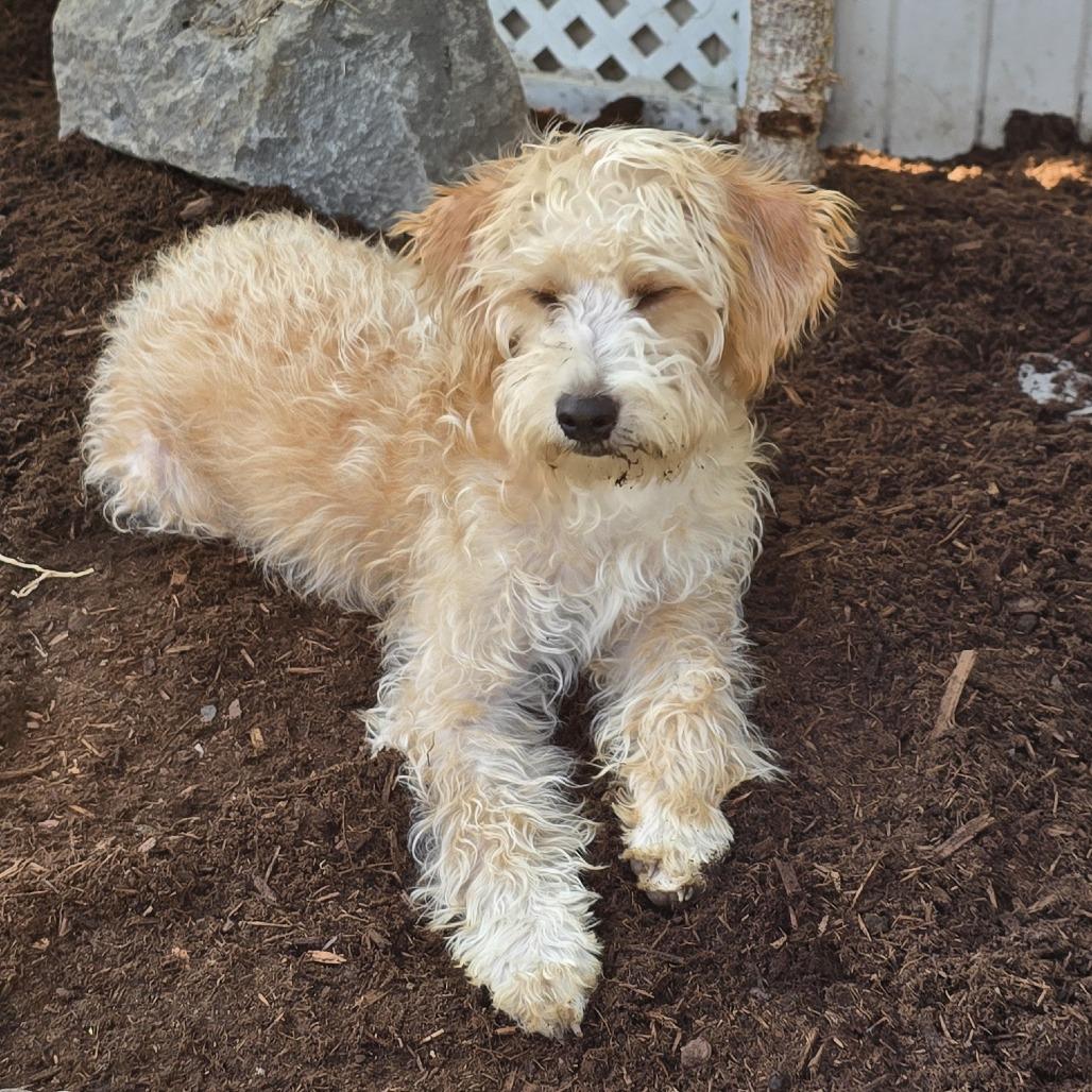 Enlarge Miss Dasiy Mae, a Adoptable mixed breed in Washougal, WA image 3/4