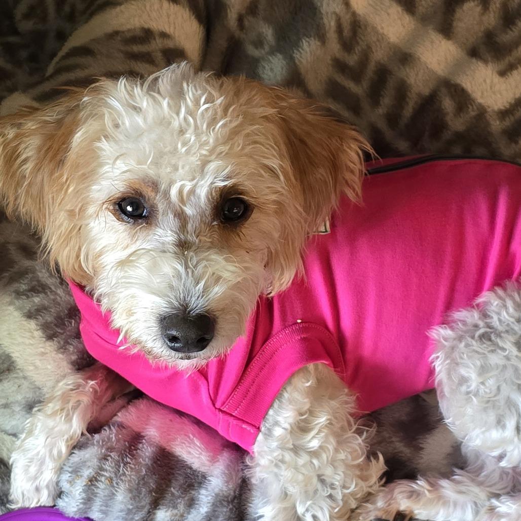 Enlarge Miss Dasiy Mae, a Adoptable mixed breed in Washougal, WA image 4/4
