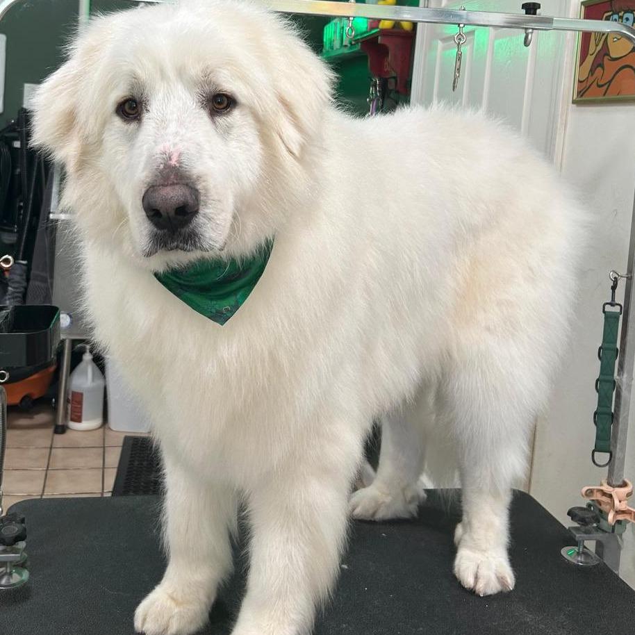 Max, Adoptable, Adult Male Great Pyrenees.