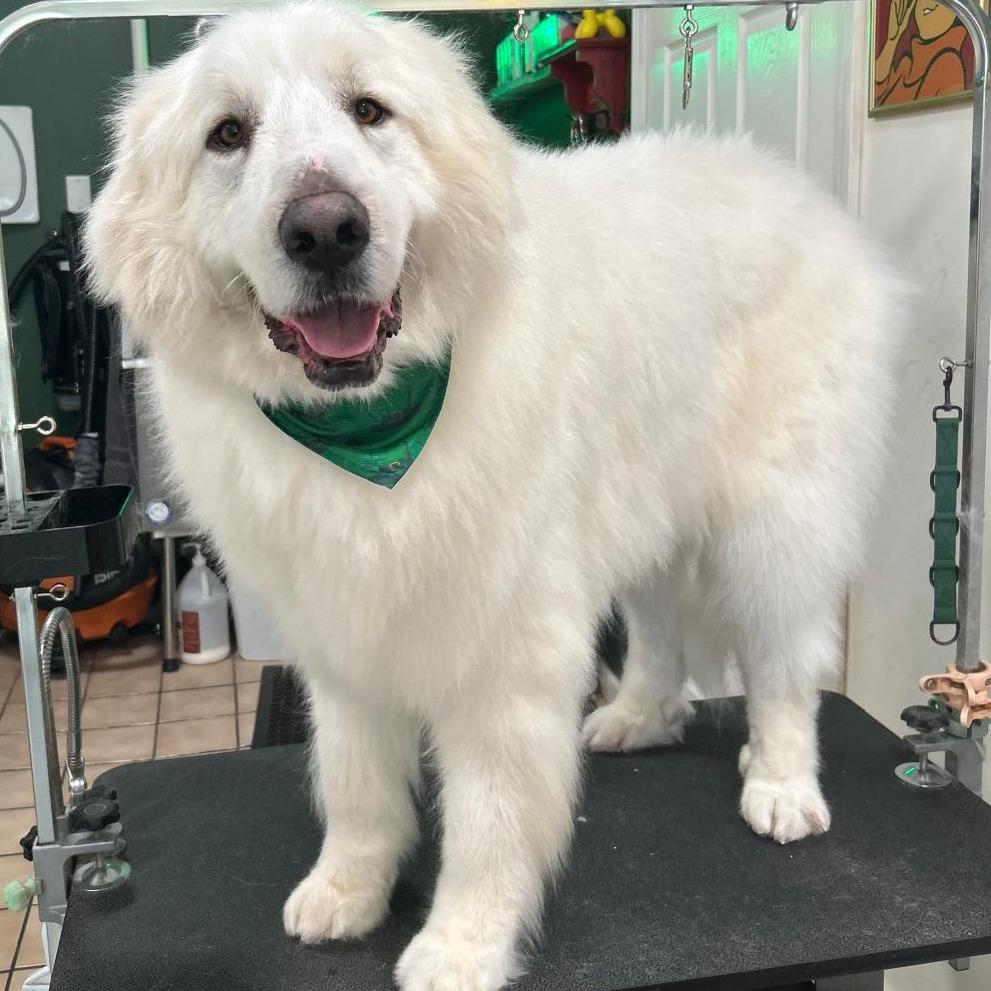 Enlarge Max, a Adoptable Great Pyrenees in Kingman, KS image 2/3