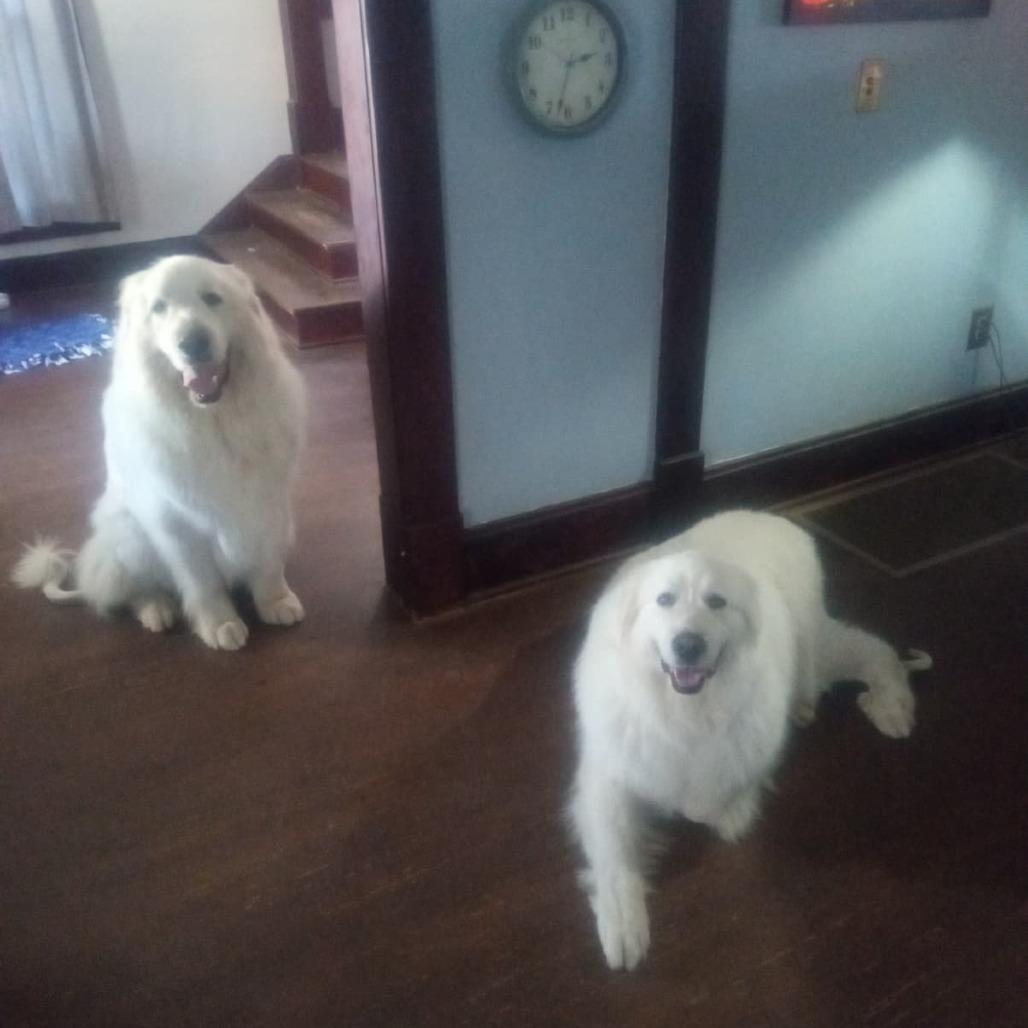 Enlarge Max, a Adoptable Great Pyrenees in Kingman, KS image 3/3
