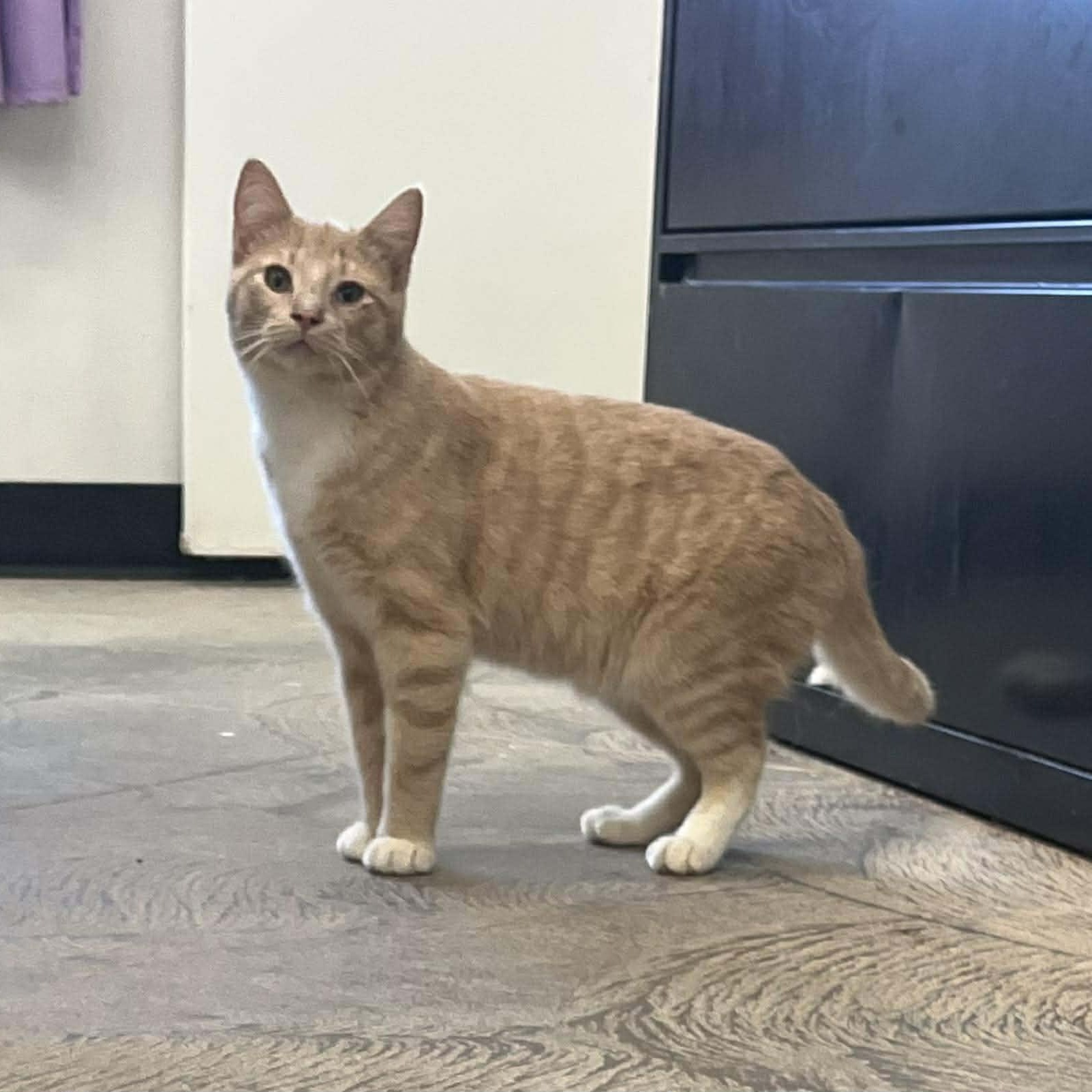 Grued, ADOPTABLE, Adult Male Domestic Short Hair.