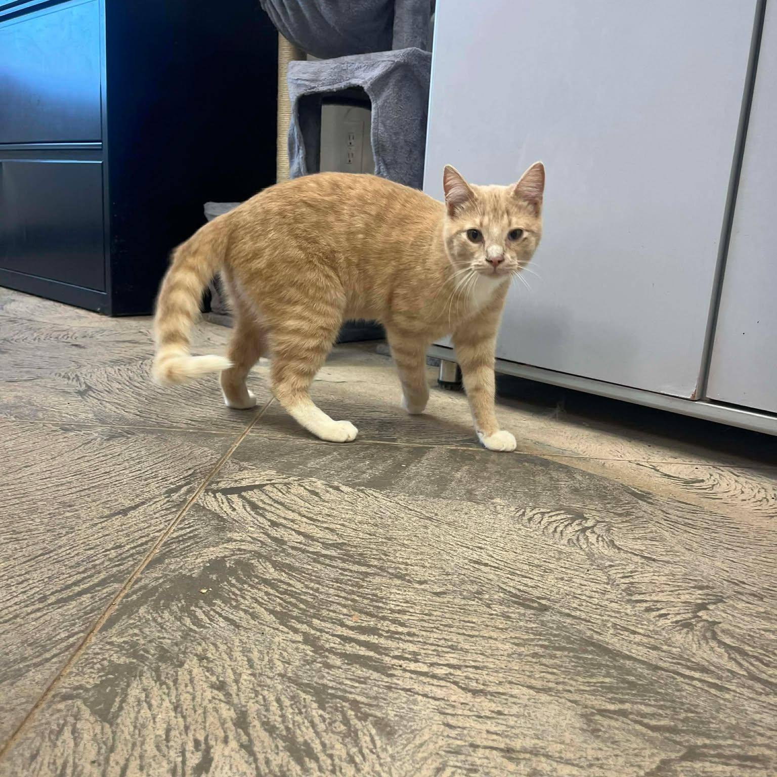 Enlarge Grued, a ADOPTABLE Domestic Short Hair in Roosevelt, UT image 2/3