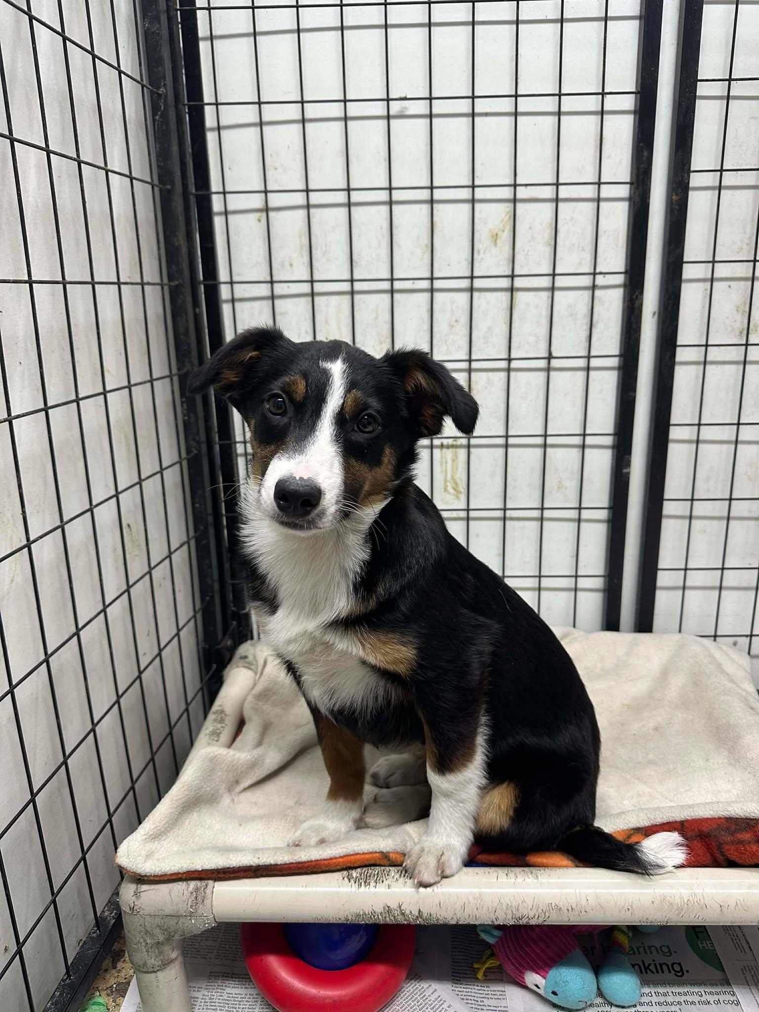 Zara, Adoptable, Puppy Female Australian Shepherd.