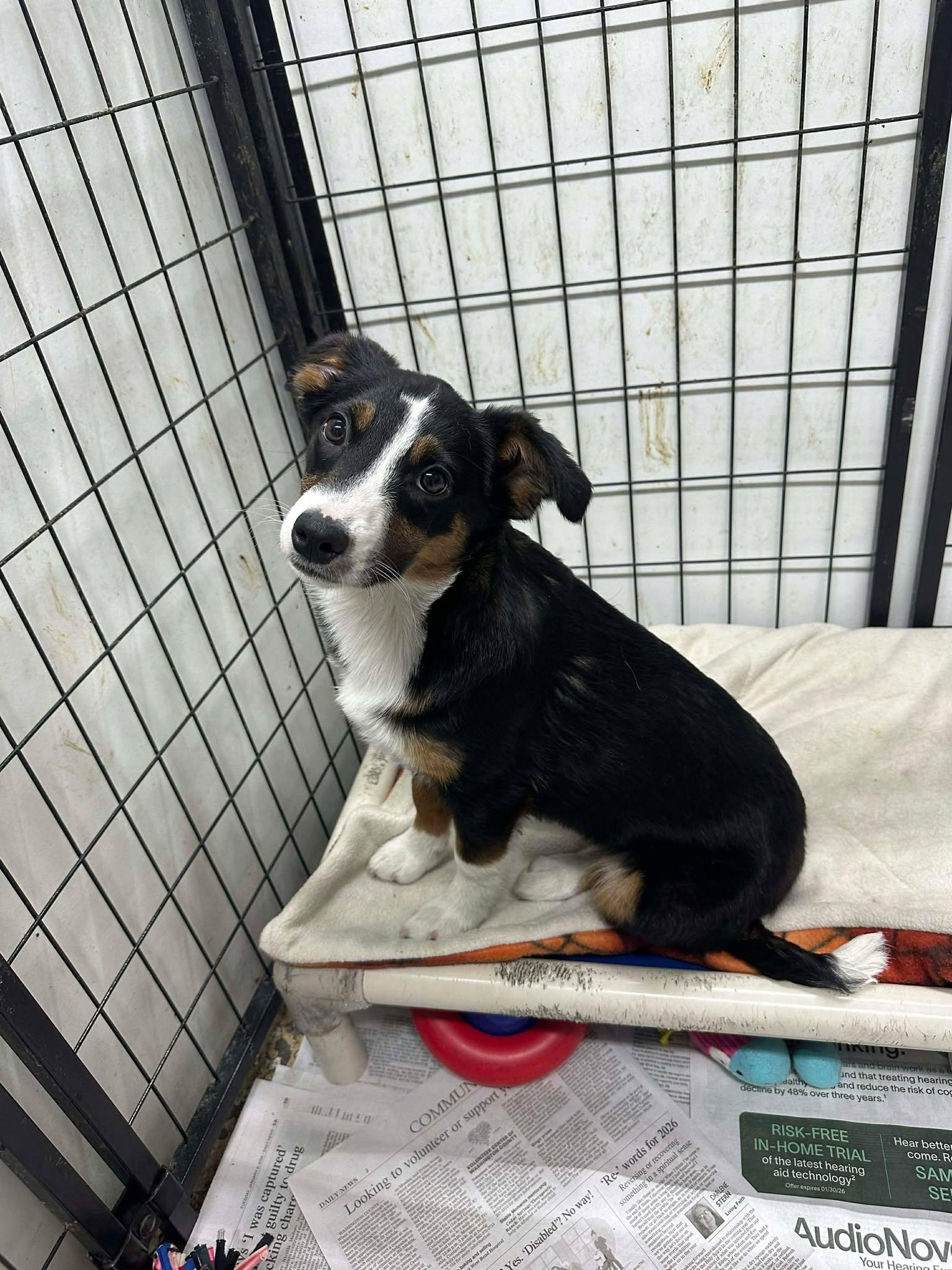 Enlarge Zara, a Adoptable Australian Shepherd in Mukwonago, WI image 2/3