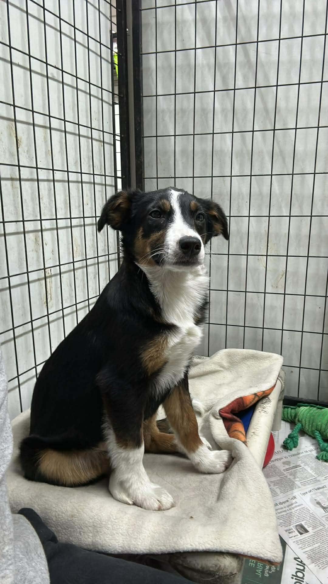 Enlarge Zara, a Adoptable Australian Shepherd in Mukwonago, WI image 3/3