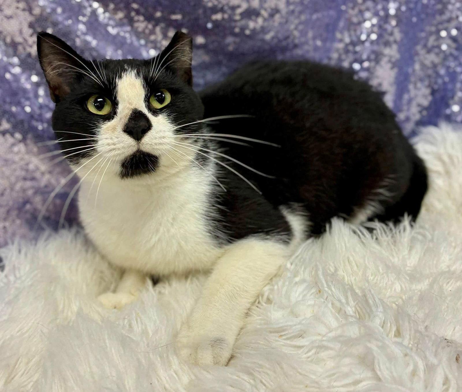 Celsius, Adoptable, Adult Male Domestic Short Hair.