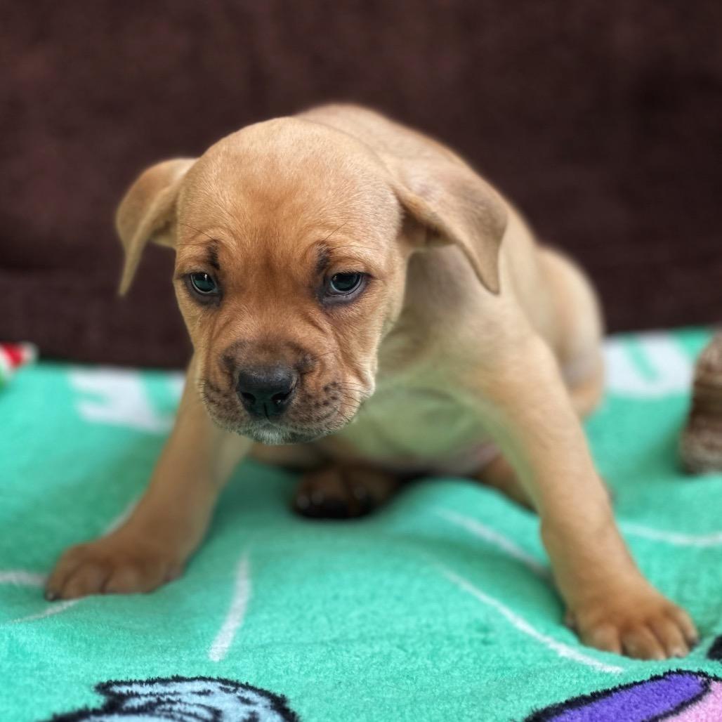 Enlarge Belle Moonie, a Adoptable mixed breed in Mankato, MN image 1/6