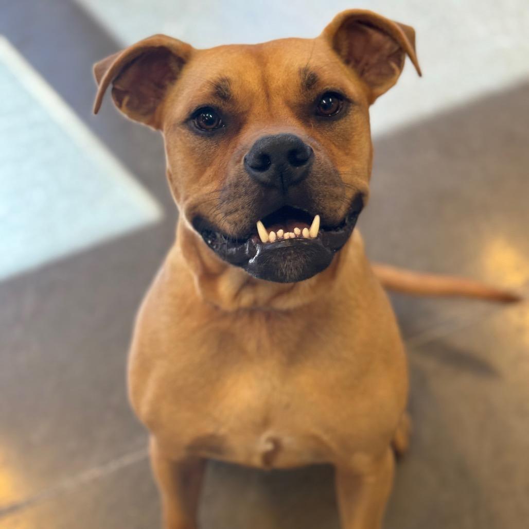 Enlarge Belle Moonie, a Adoptable mixed breed in Mankato, MN image 4/6