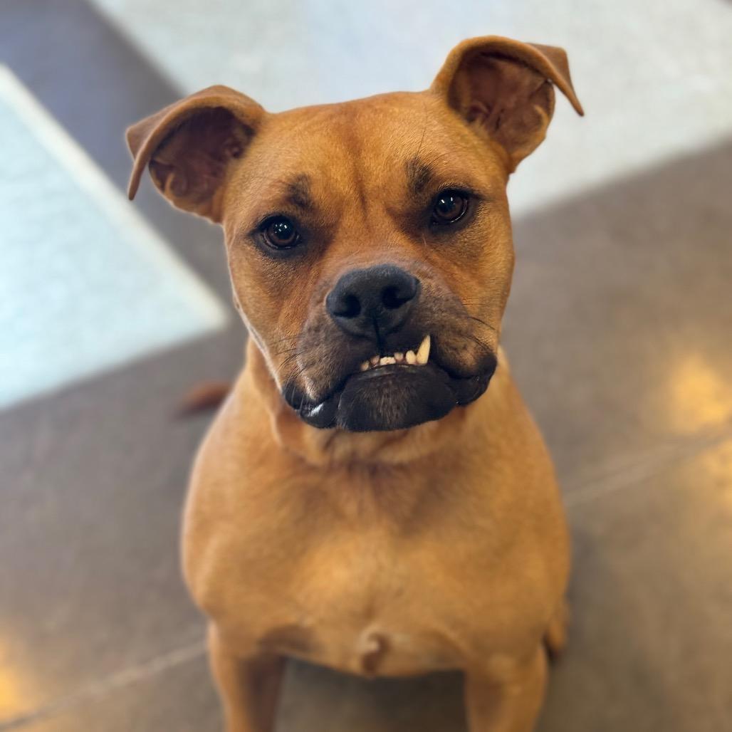Enlarge Belle Moonie, a Adoptable mixed breed in Mankato, MN image 5/6