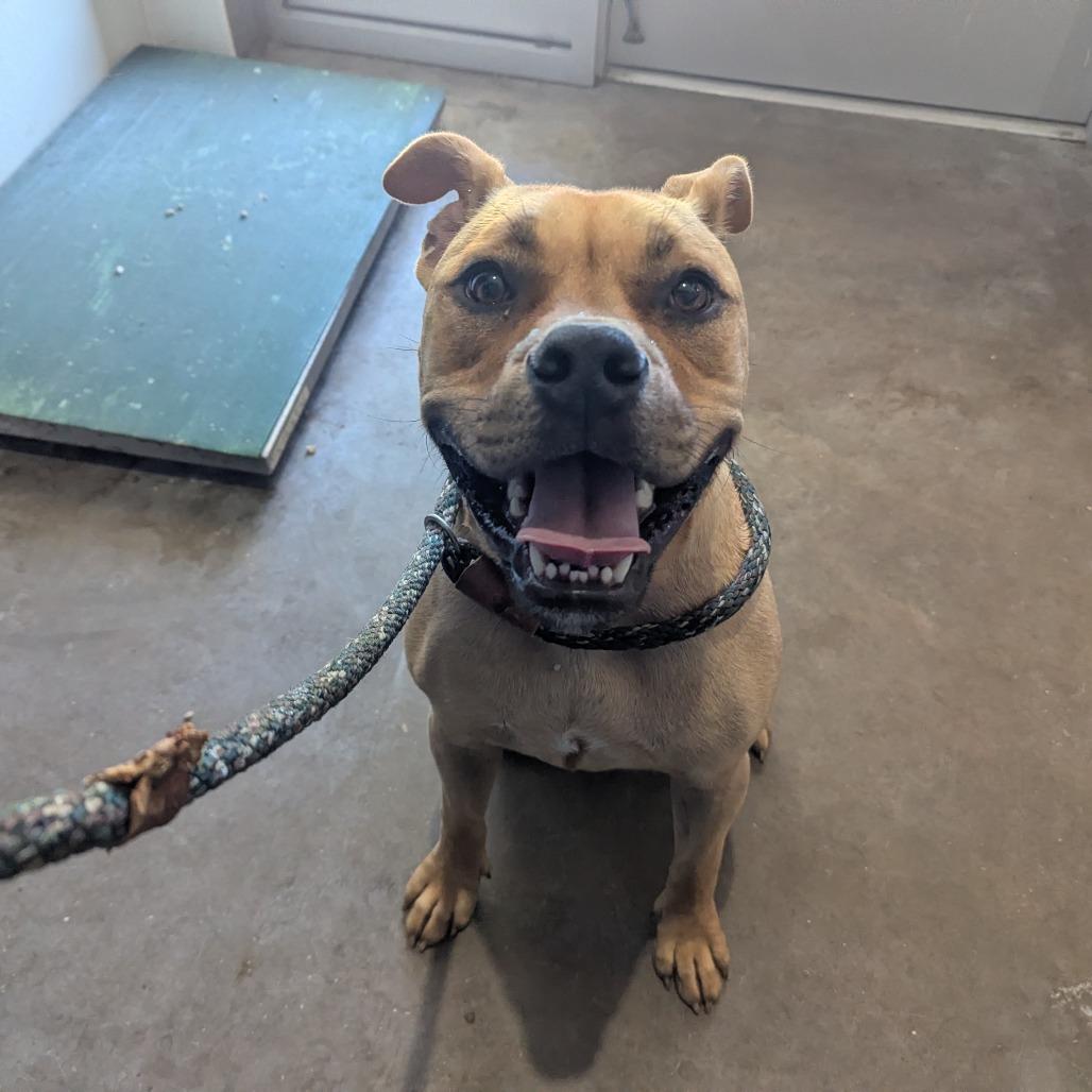 Enlarge Belle Moonie, a Adoptable mixed breed in Mankato, MN image 6/6