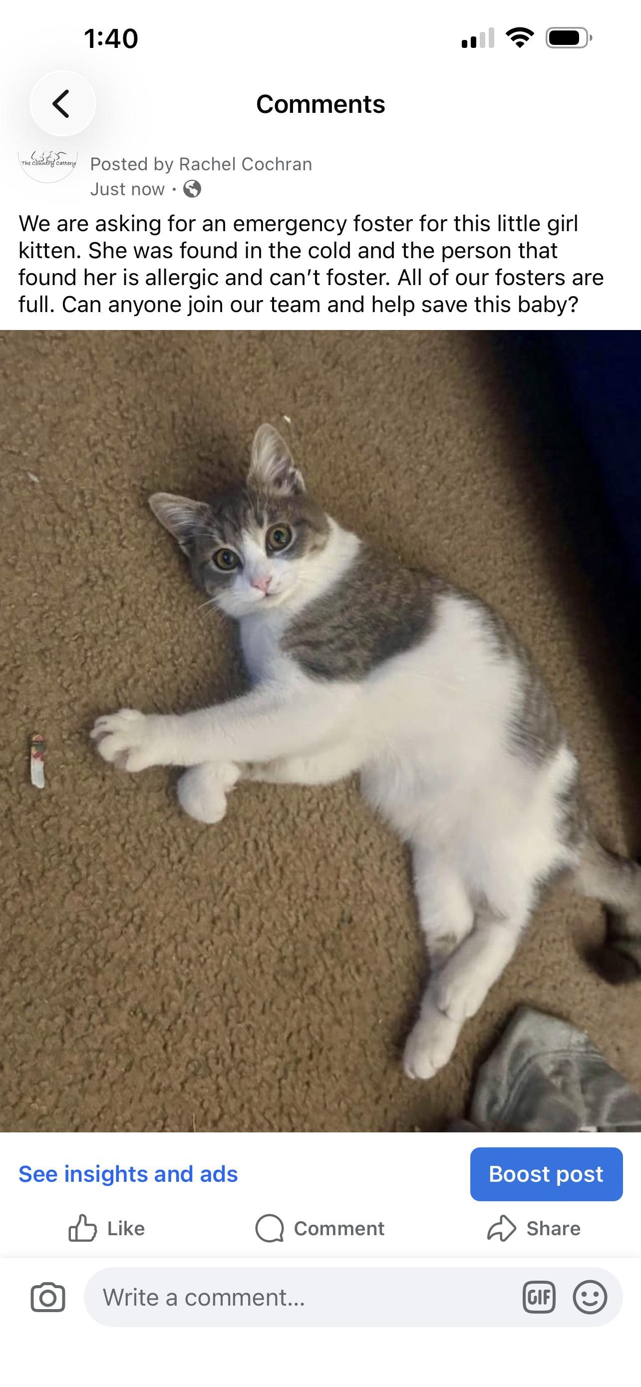 Miss Nibbles, Adopted, Young Female Domestic Short Hair.