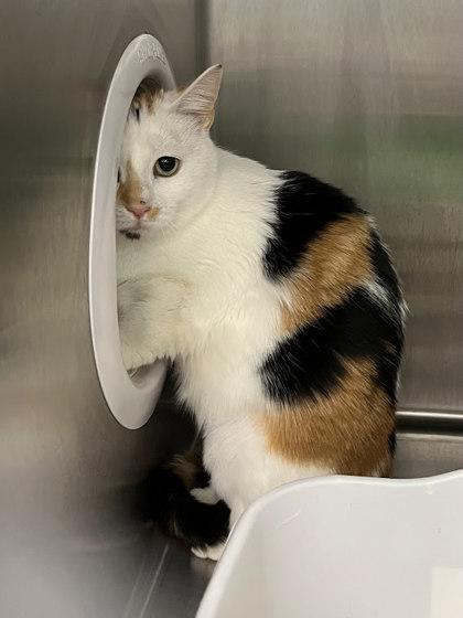 Enlarge Angel FIV+, a Adoptable mixed breed in Twinsburg, OH image 1/2