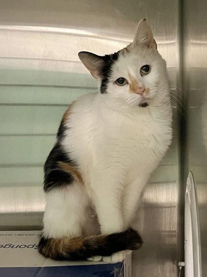 Enlarge Angel FIV+, a Adoptable mixed breed in Twinsburg, OH image 2/2