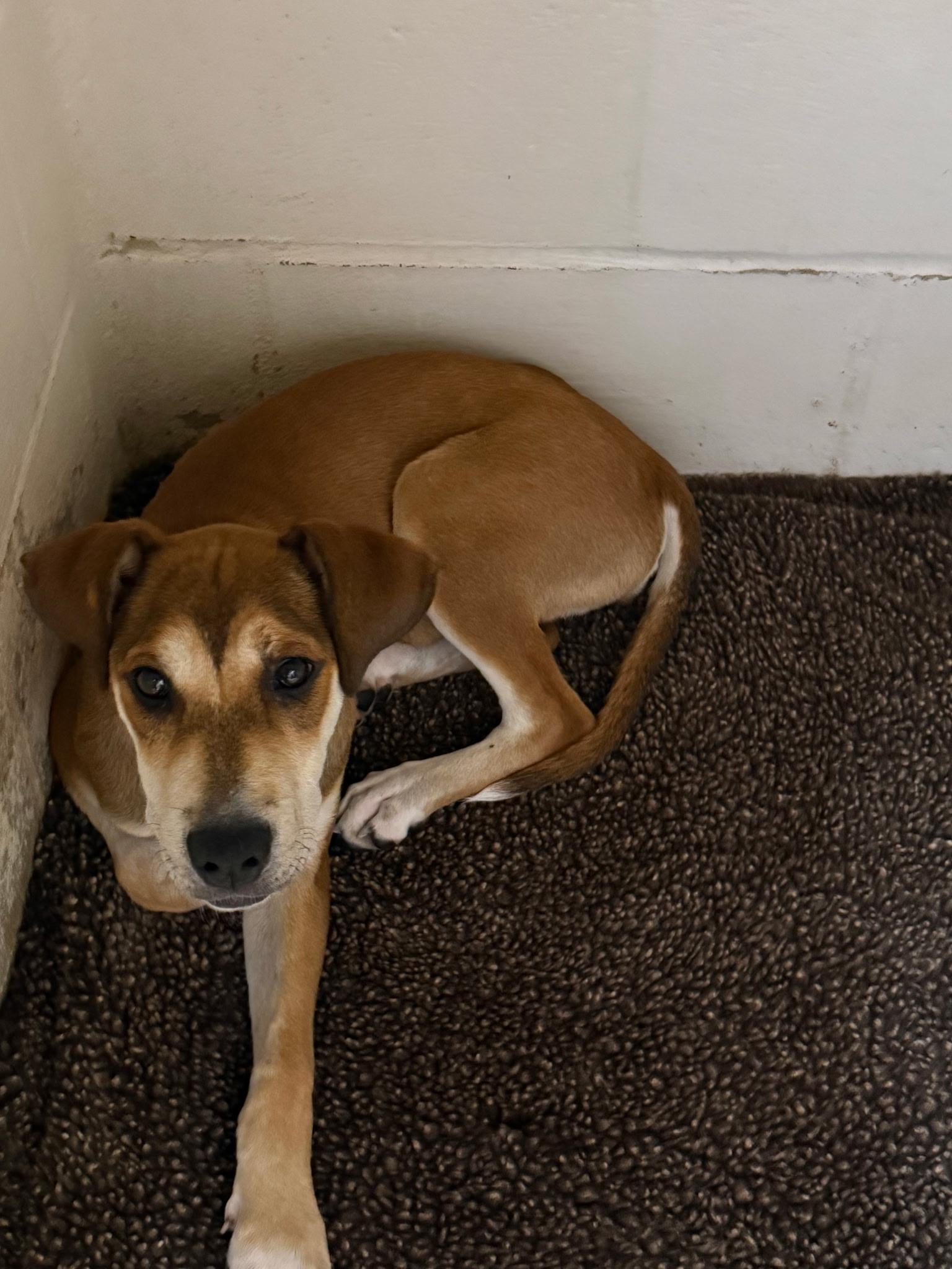 Annie, Adoptable, Young Female Hound.