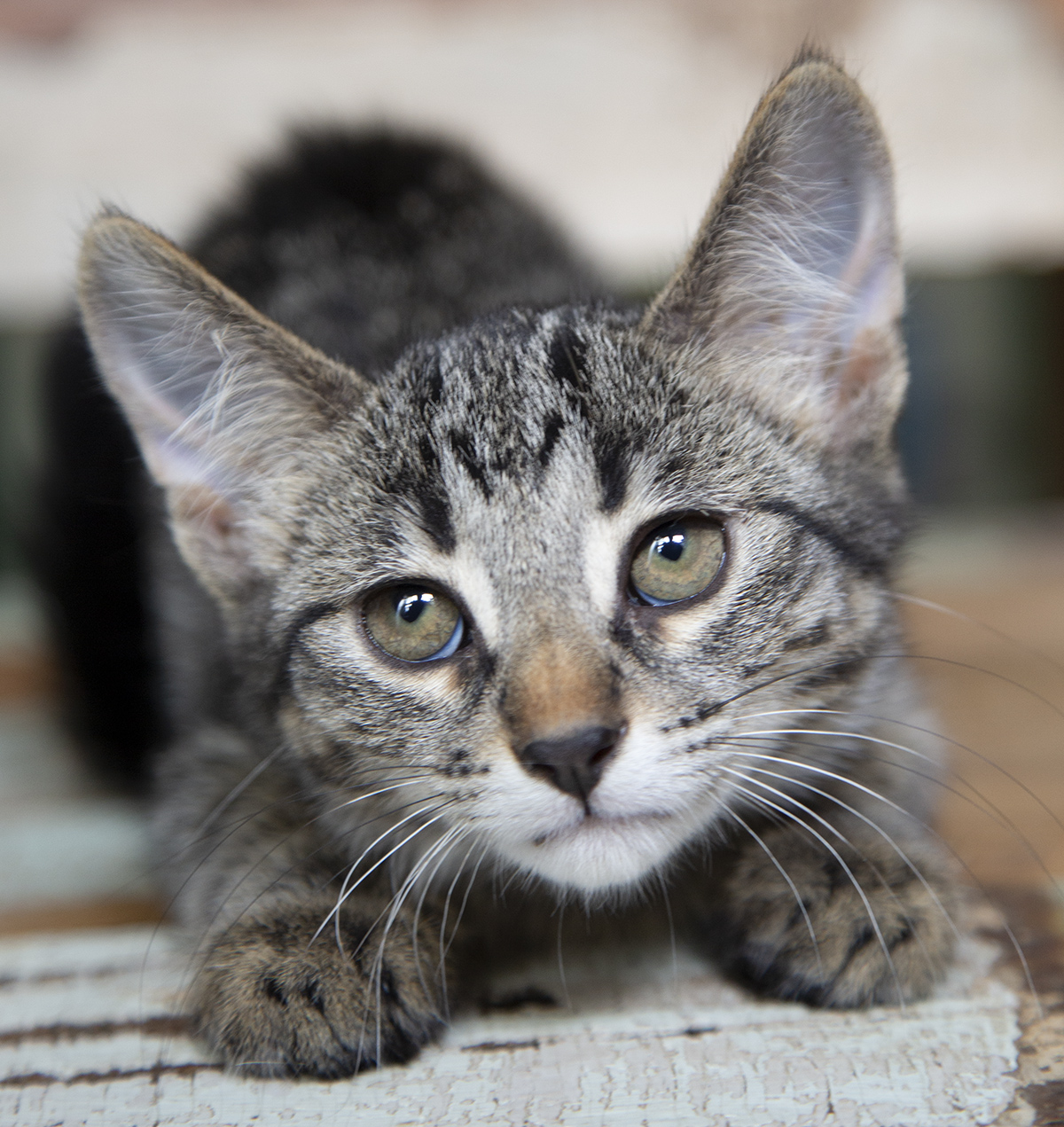 Birdie (and Bizzy), a Adoptable Domestic Short Hair in Chicago, IL image 2/5