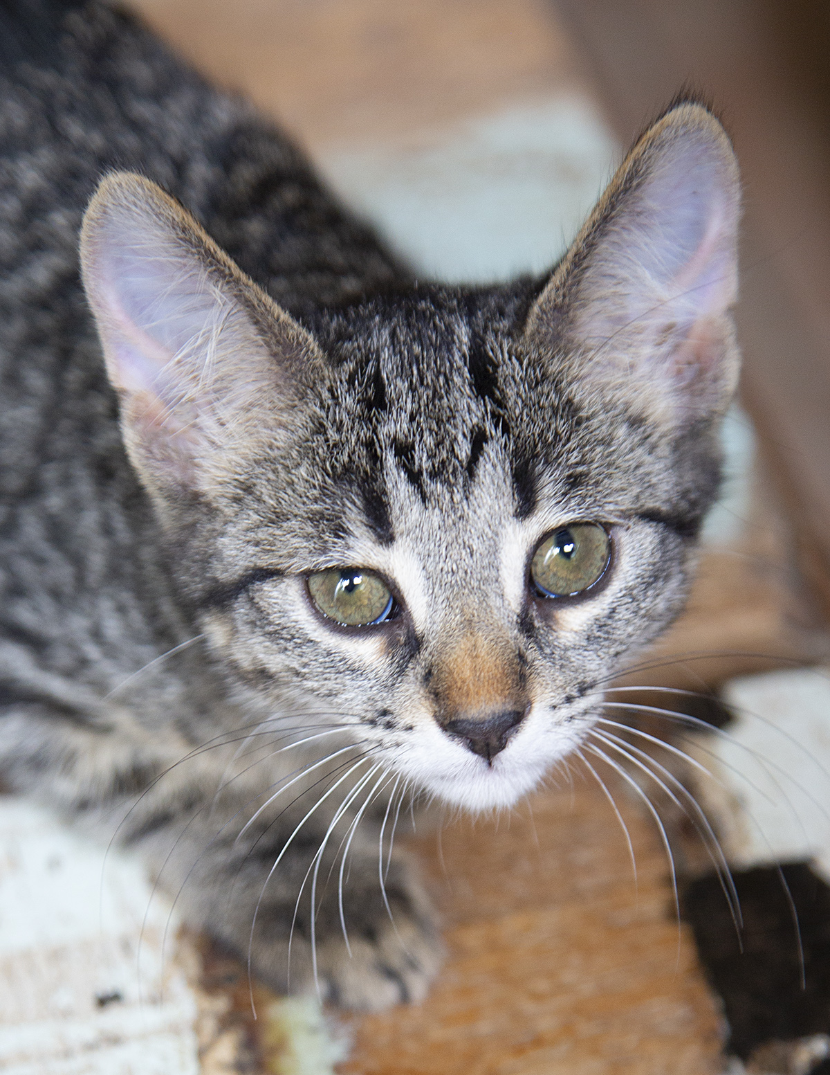 Birdie (and Bizzy), a Adoptable Domestic Short Hair in Chicago, IL image 3/5