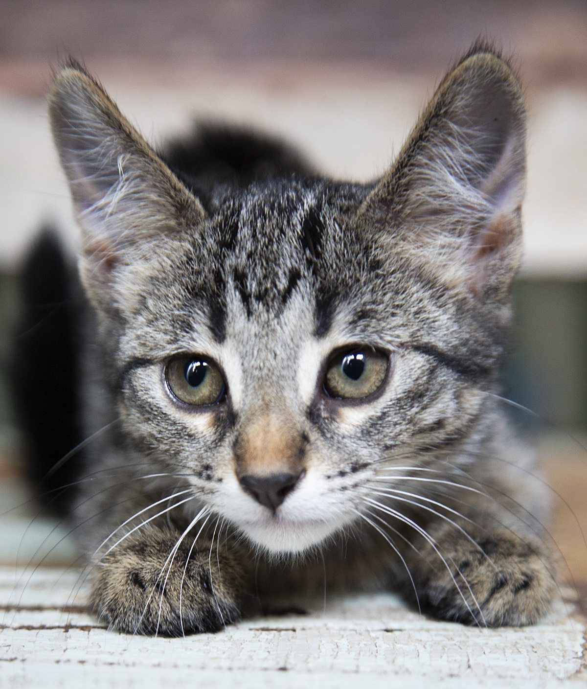 Birdie (and Bizzy), a Adoptable Domestic Short Hair in Chicago, IL image 4/5
