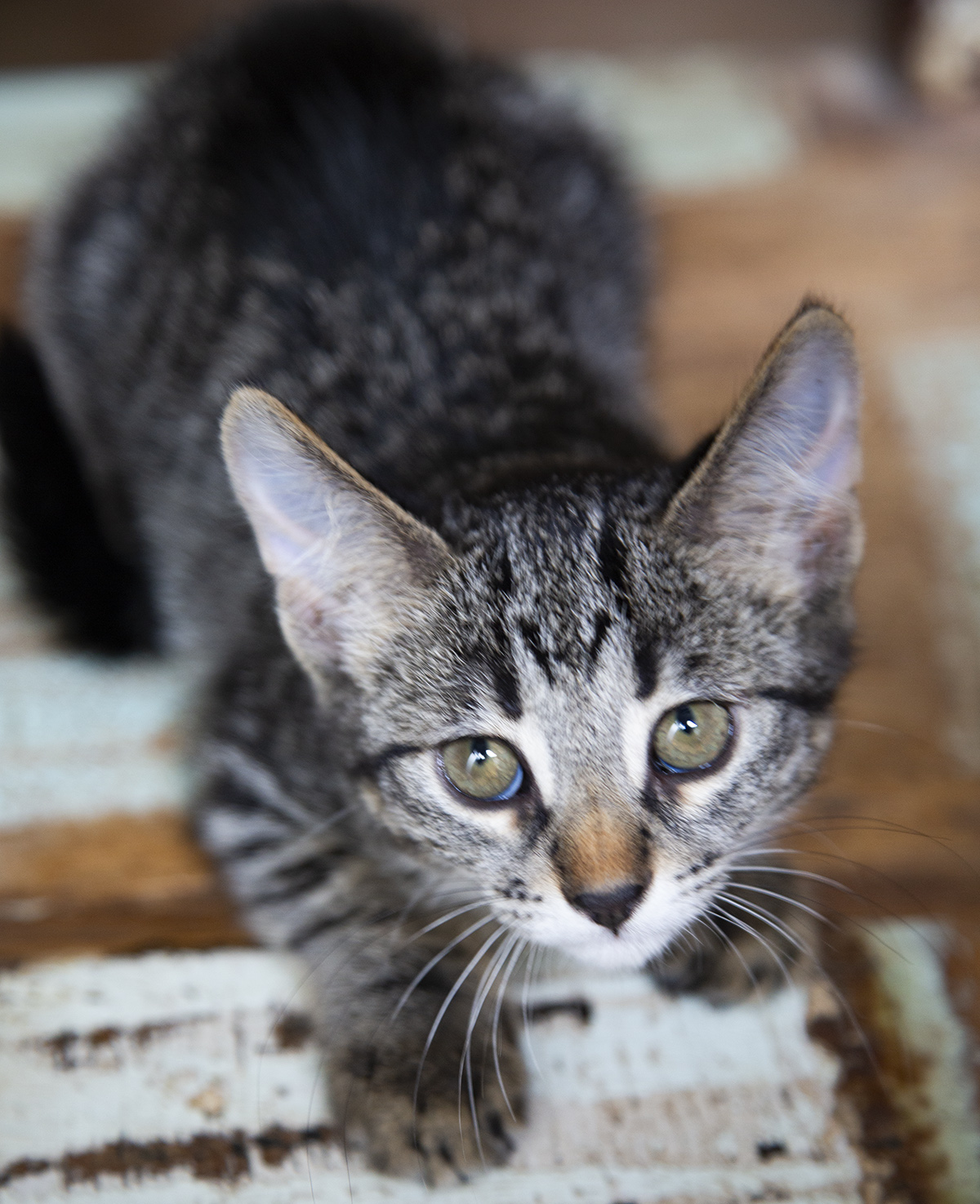 Birdie (and Bizzy), a Adoptable Domestic Short Hair in Chicago, IL image 5/5