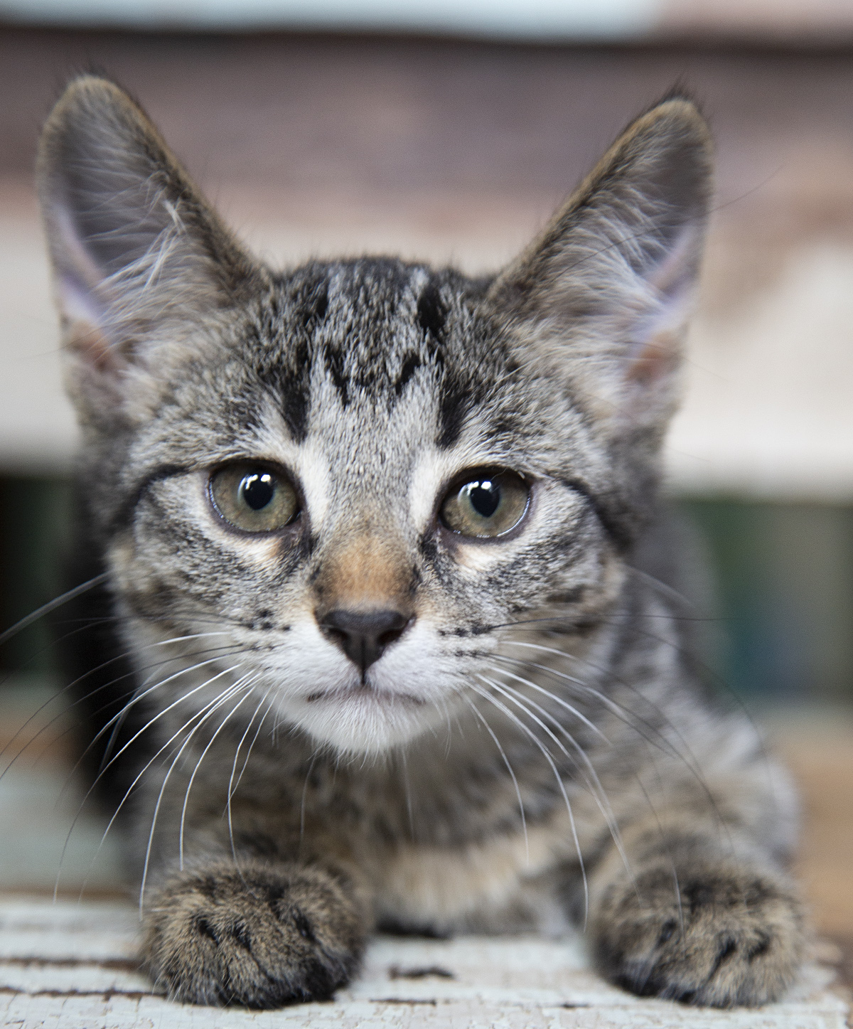 Birdie (and Bizzy), a Adoptable Domestic Short Hair in Chicago, IL image 1/5