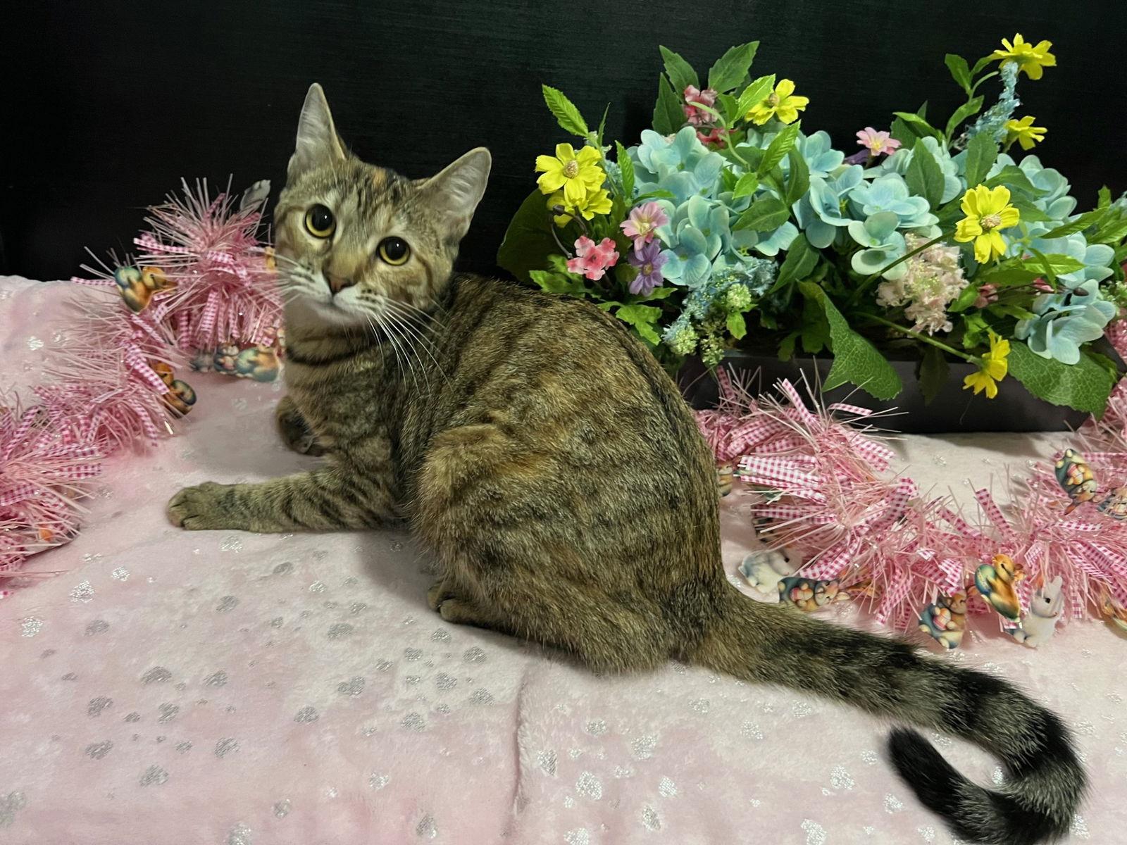 Marigold, Adoptable, Young Female Tabby & Domestic Short Hair.