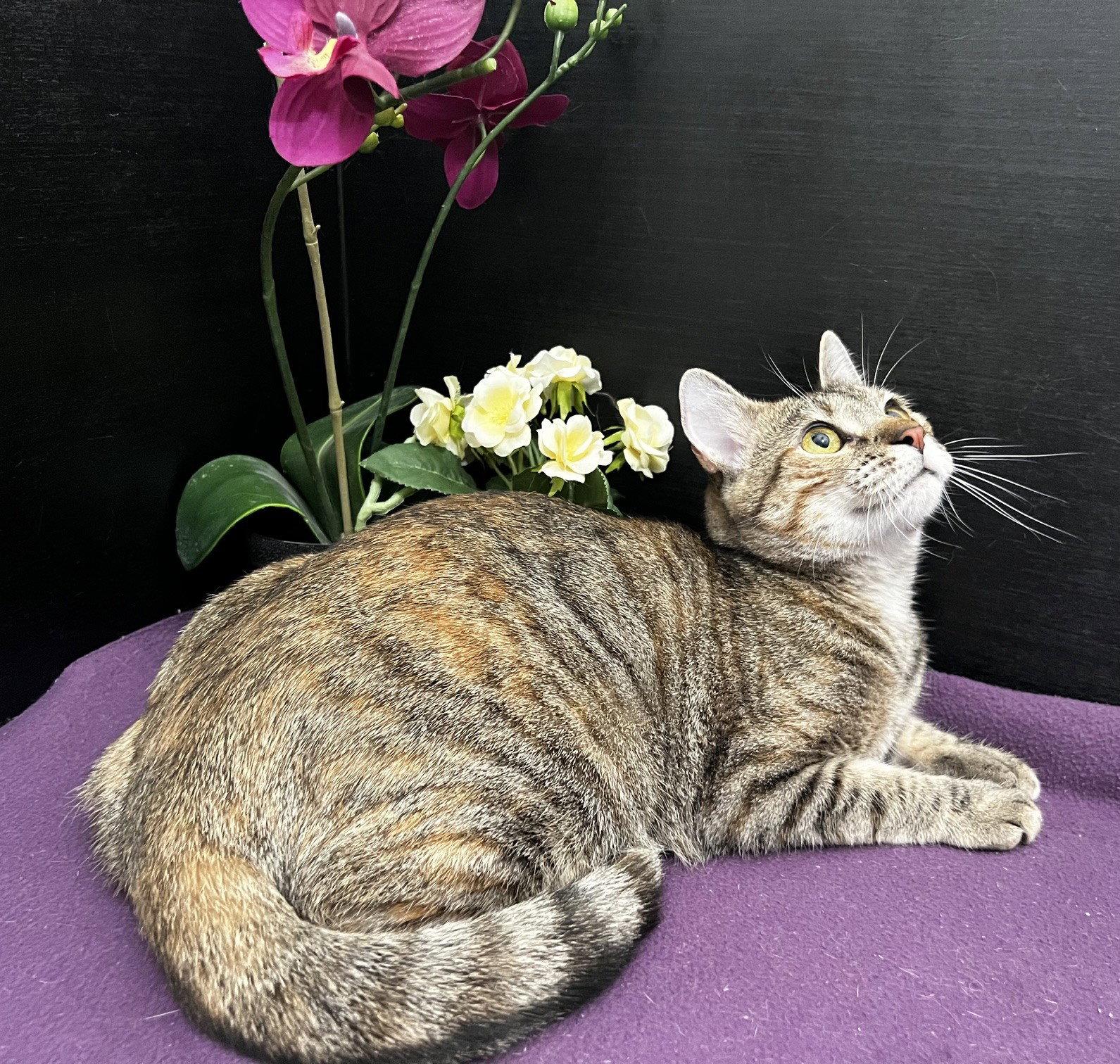 Marigold, a Adoptable mixed breed in Fayetteville, GA image 1/3