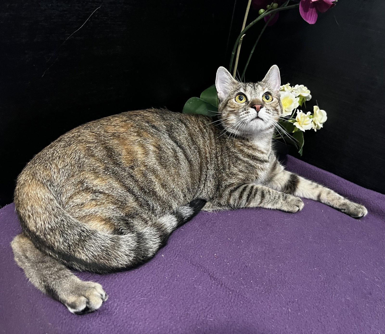 Marigold, a Adoptable mixed breed in Fayetteville, GA image 2/3