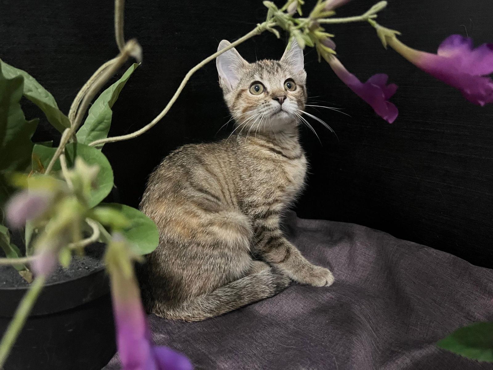 Enlarge Marigold, a Adoptable mixed breed in Fayetteville, GA image 1/3