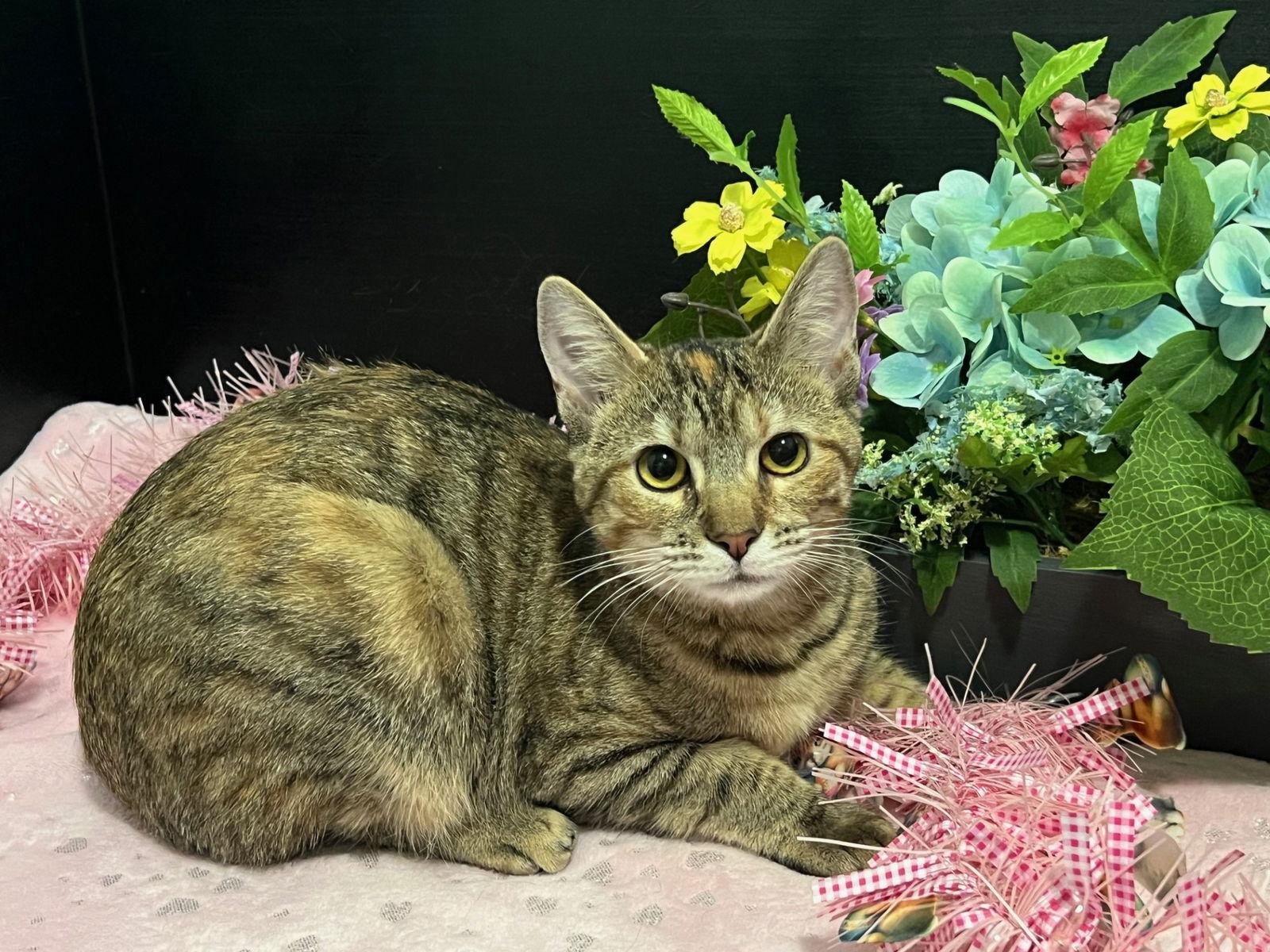 Marigold, a Adoptable mixed breed in Fayetteville, GA image 3/3